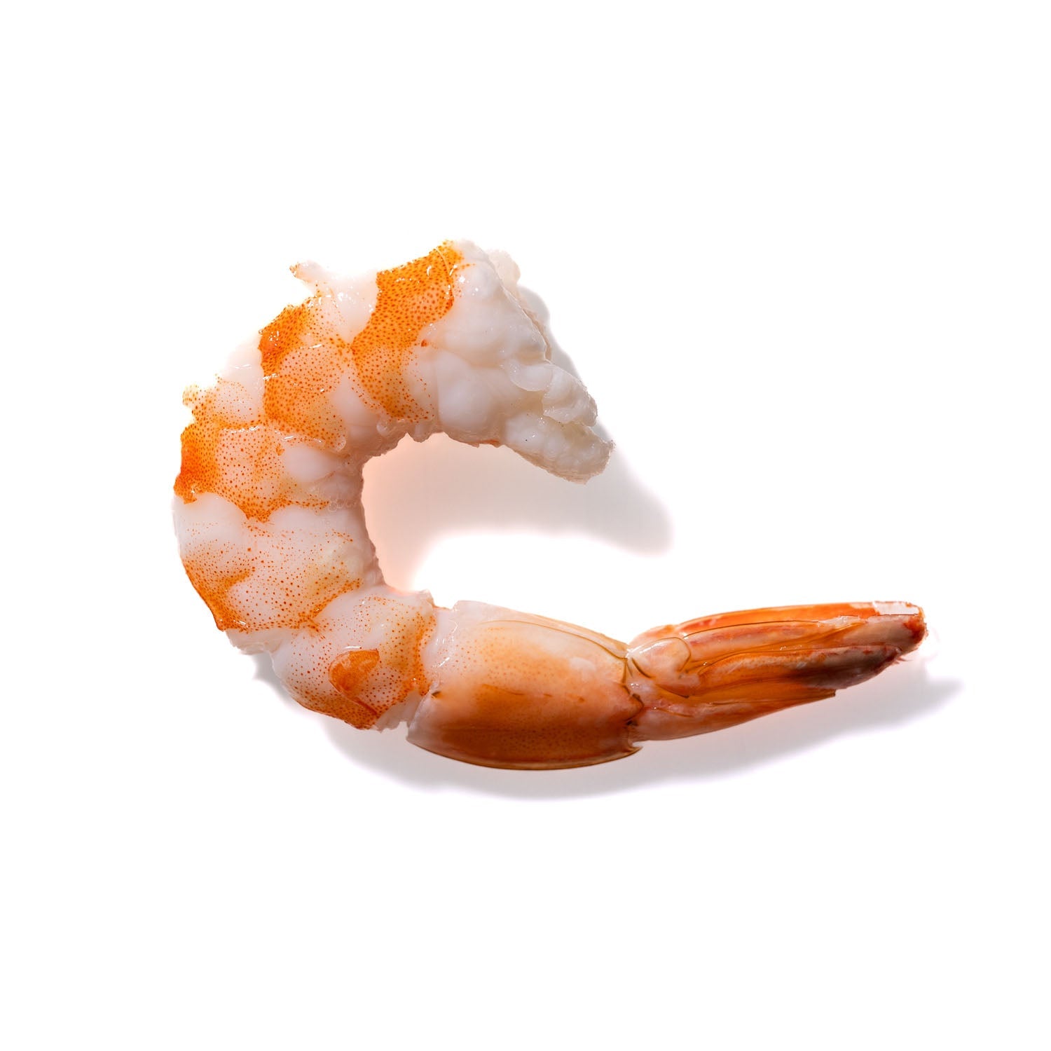 Shrimp No. 773