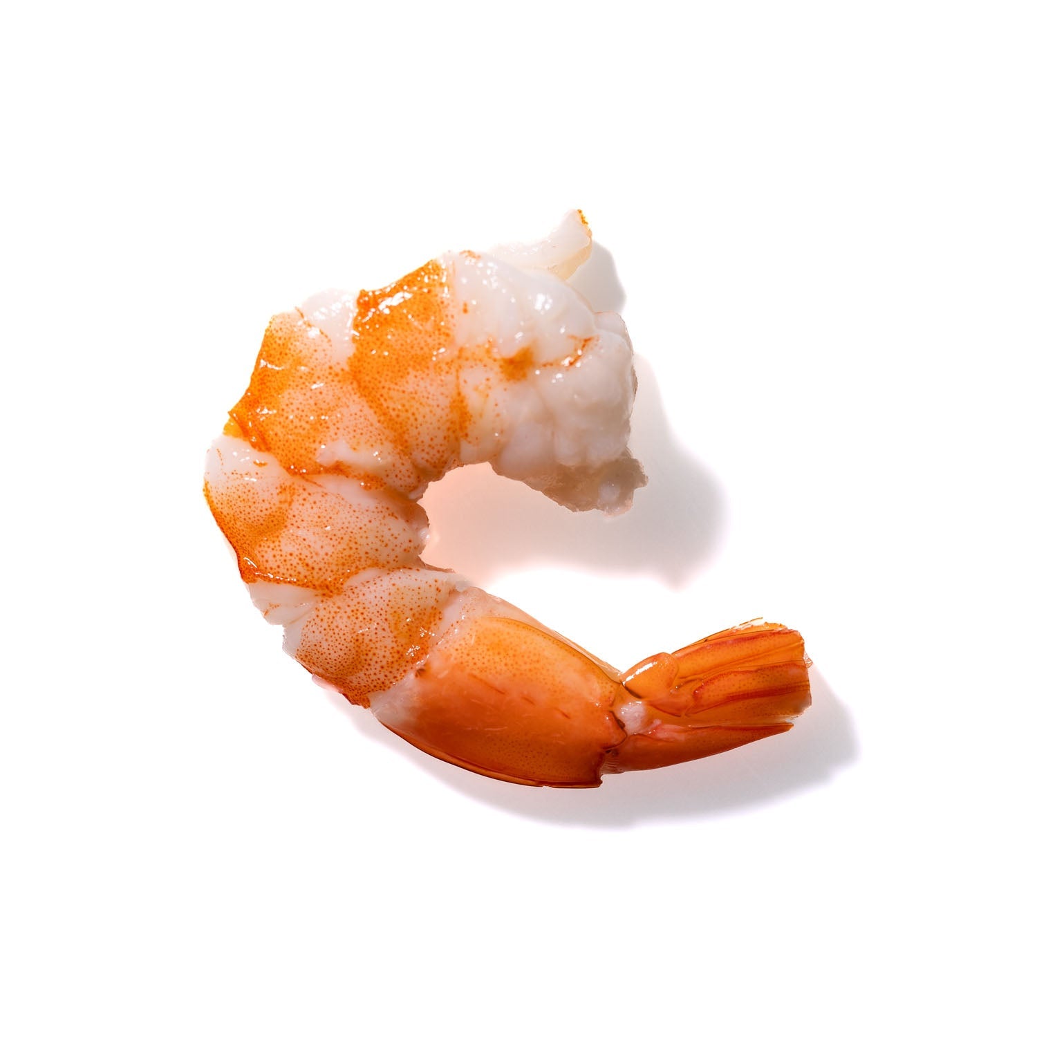 Shrimp No. 776