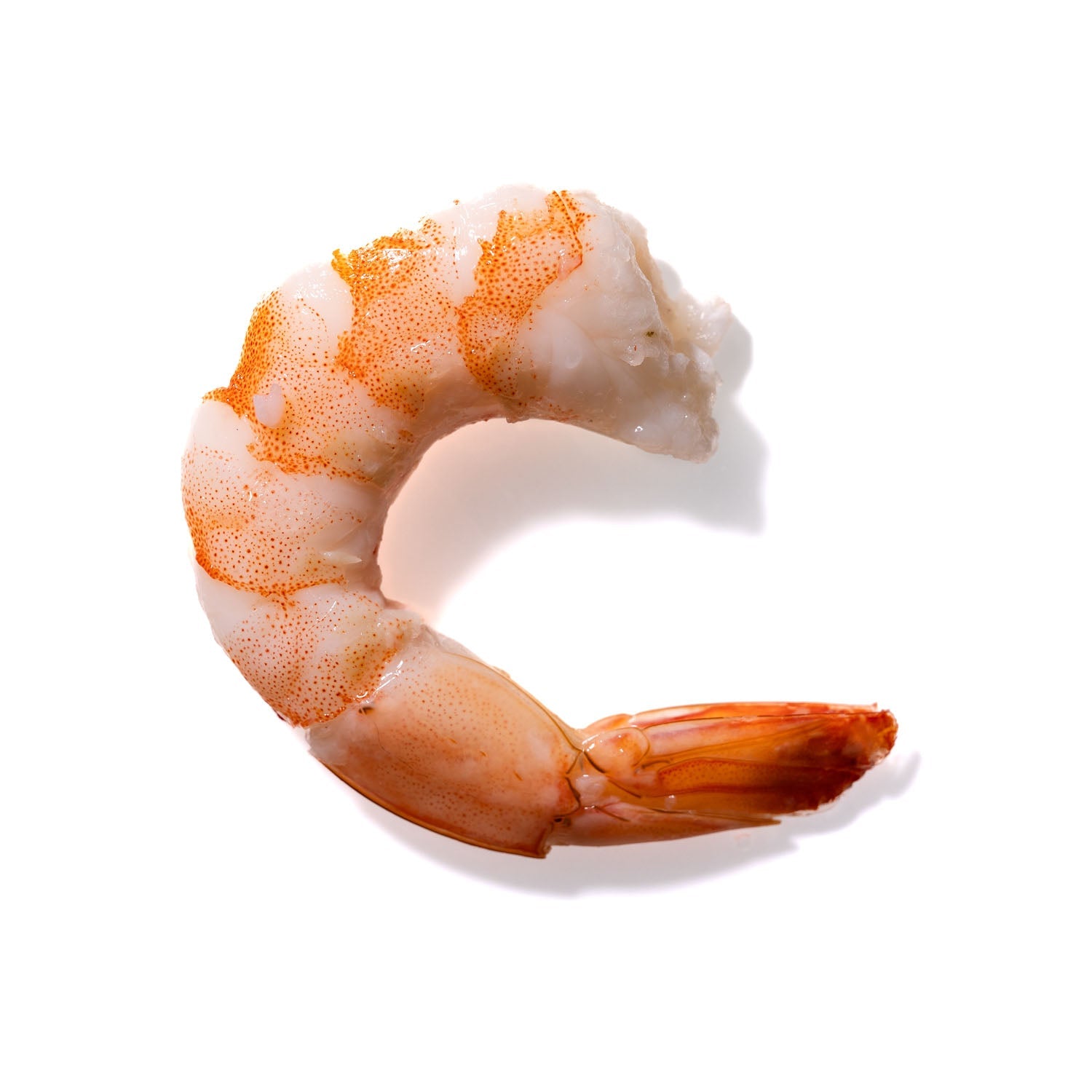 Shrimp No. 777