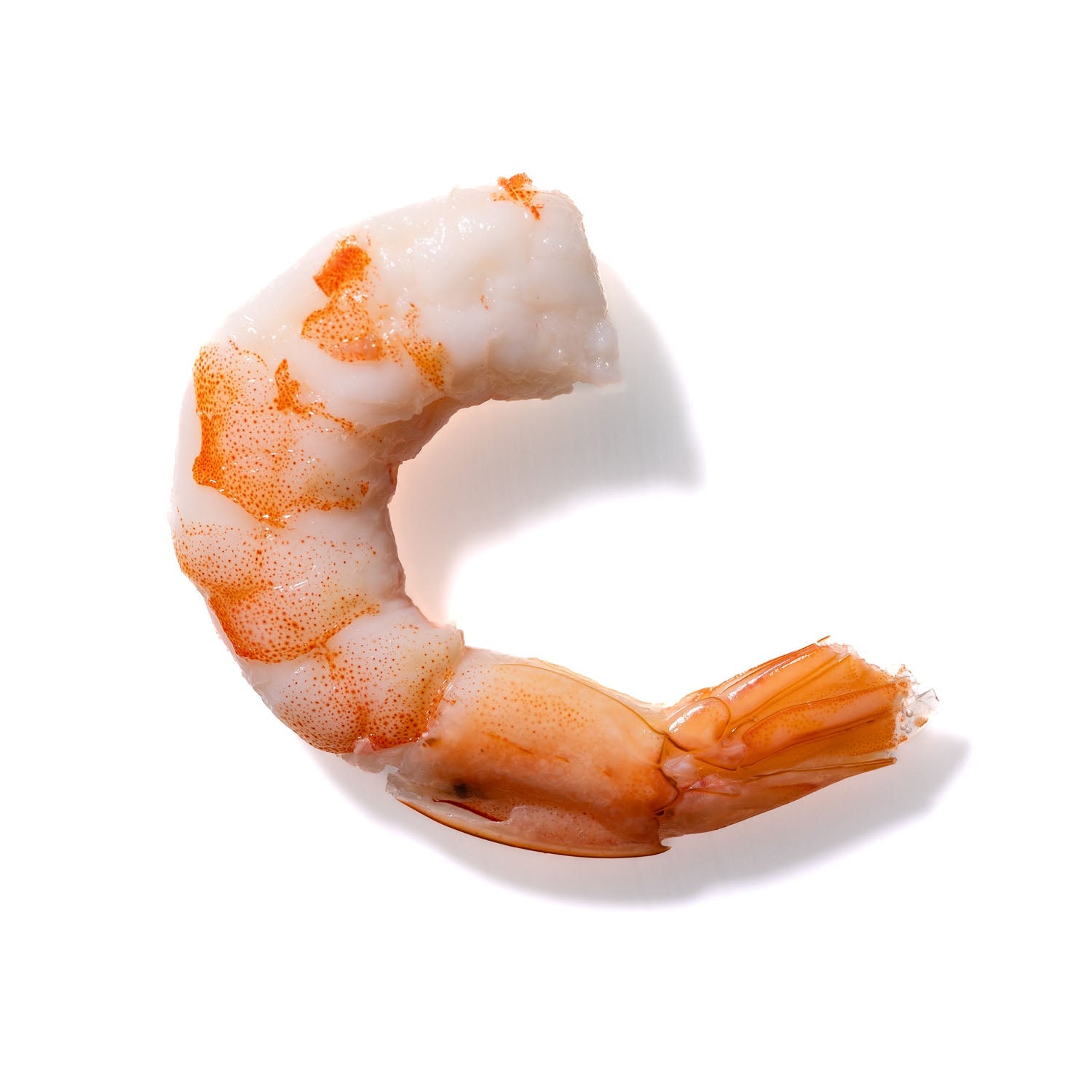 Shrimp No. 778