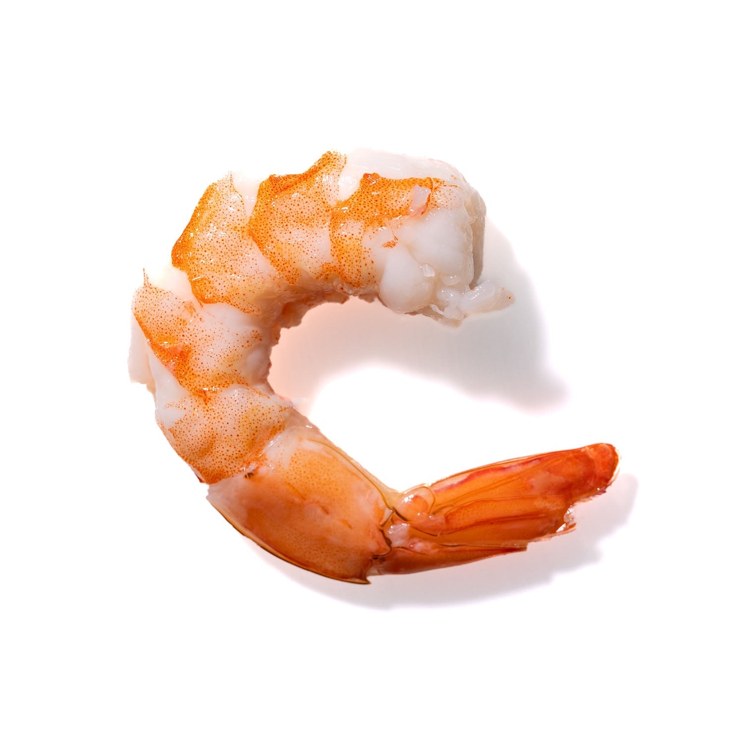 Shrimp No. 779