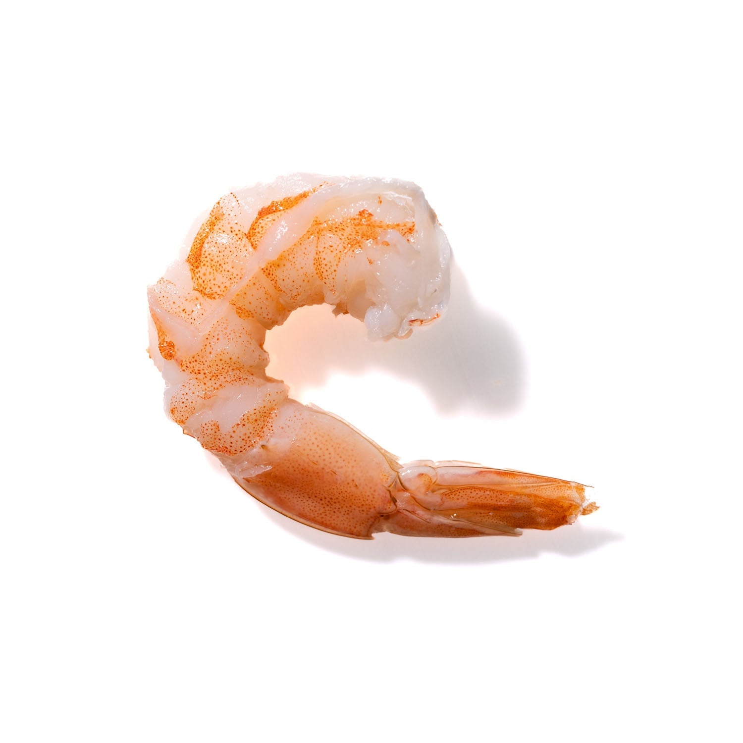 Shrimp No. 781