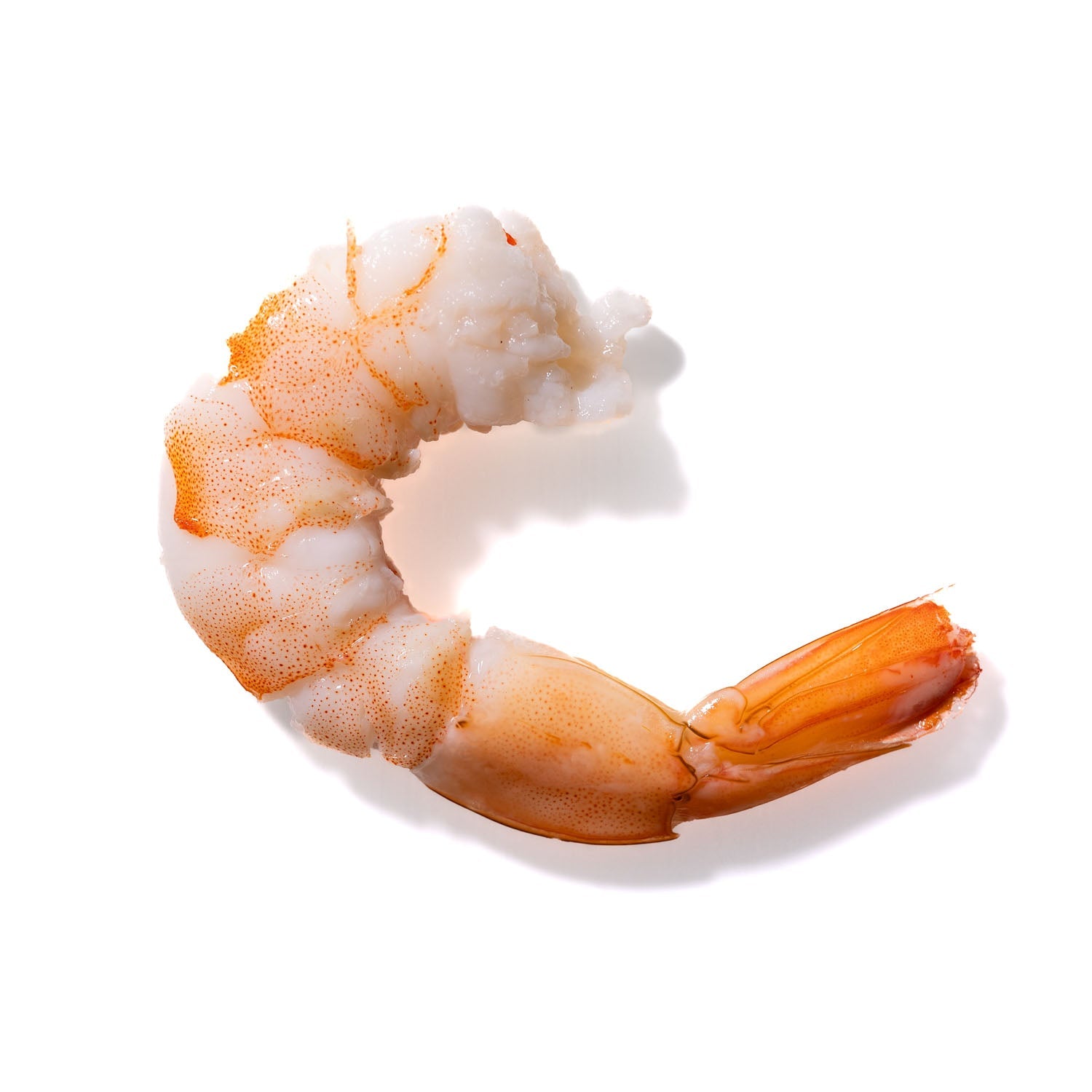 Shrimp No. 782