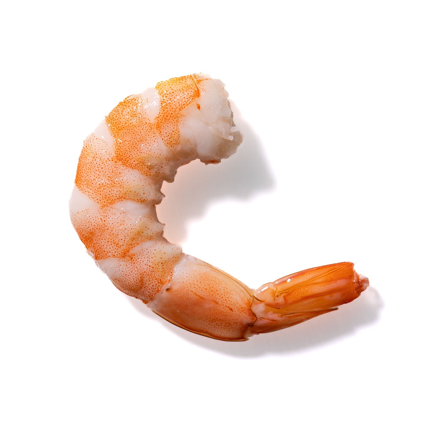 Shrimp No. 784