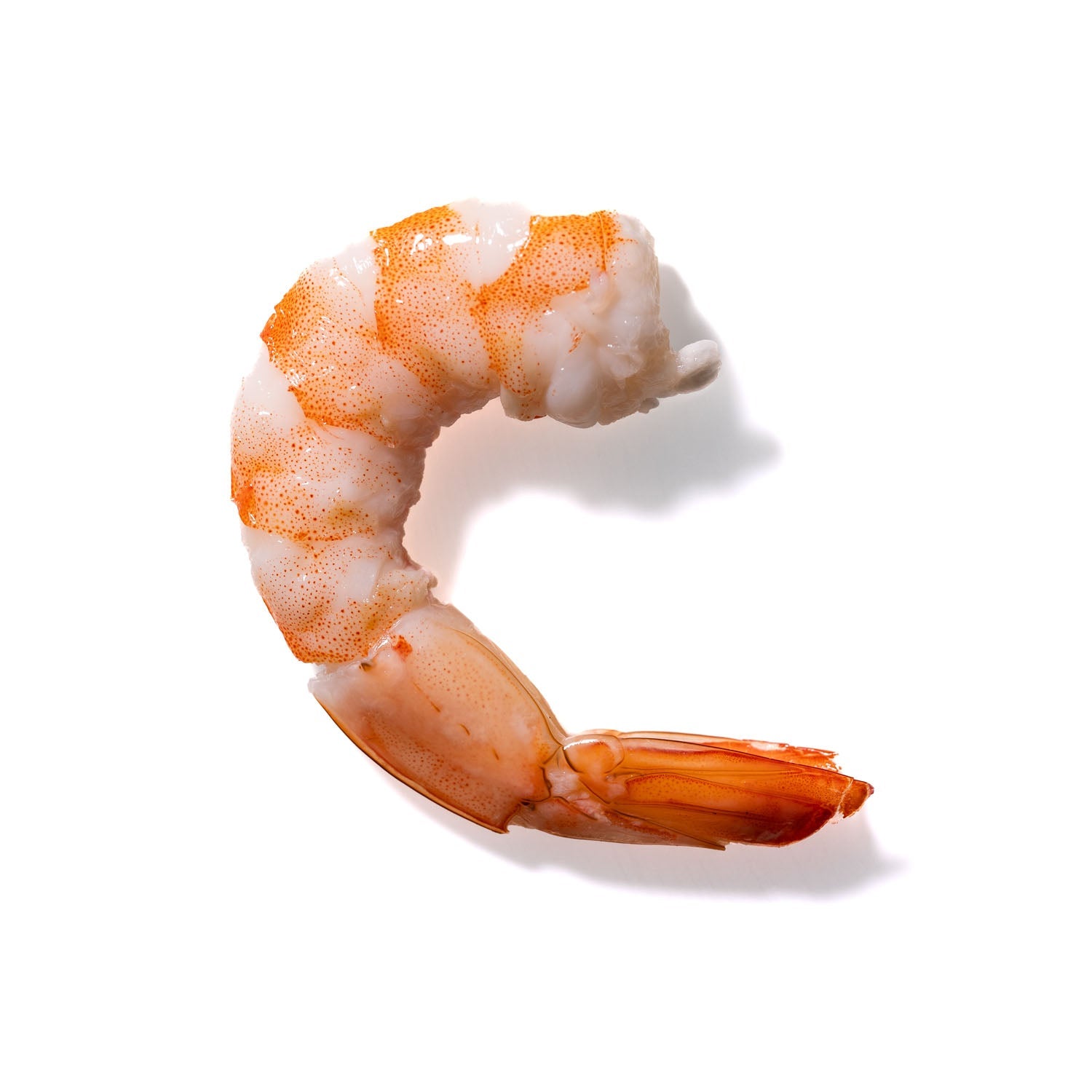 Shrimp No. 786