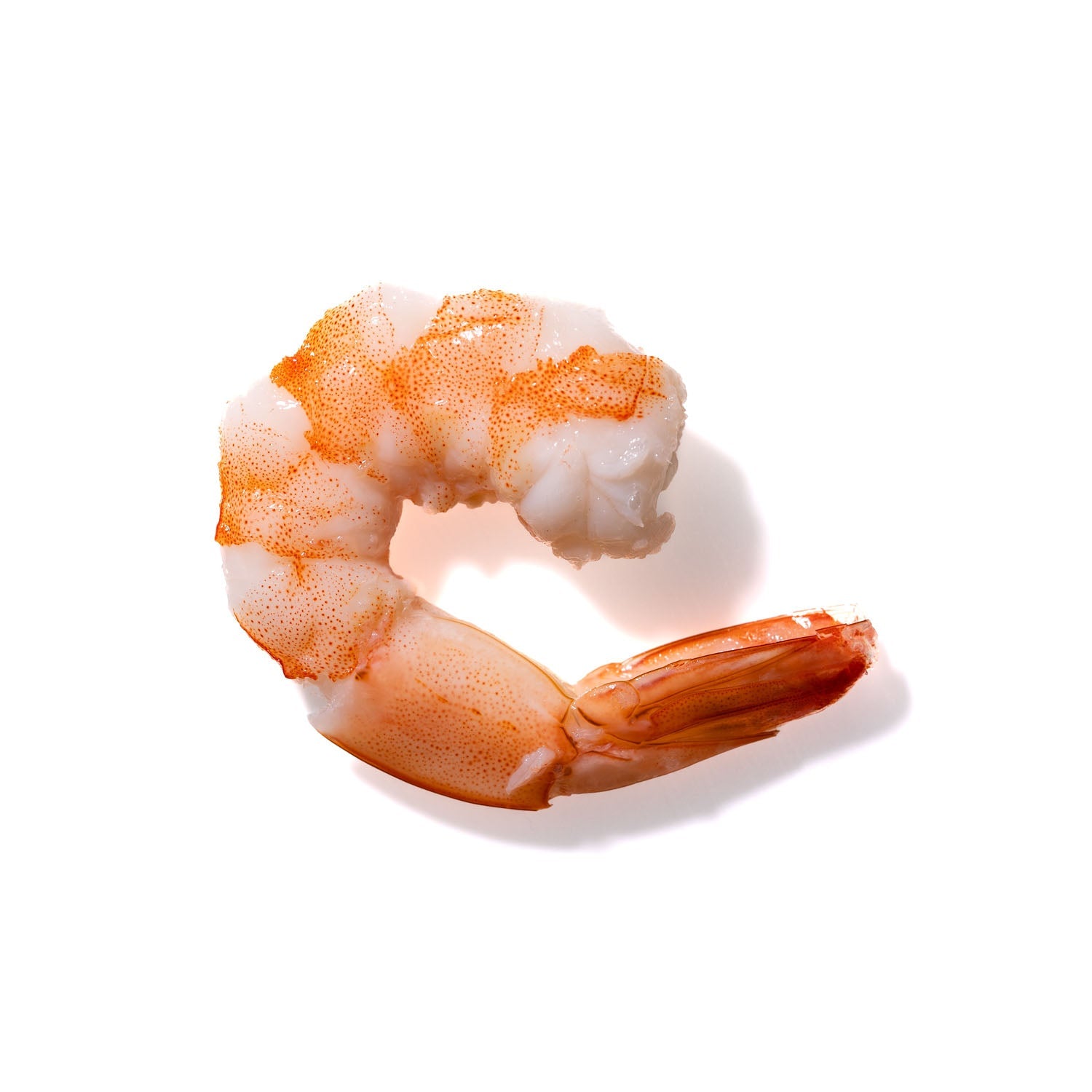 Shrimp No. 789