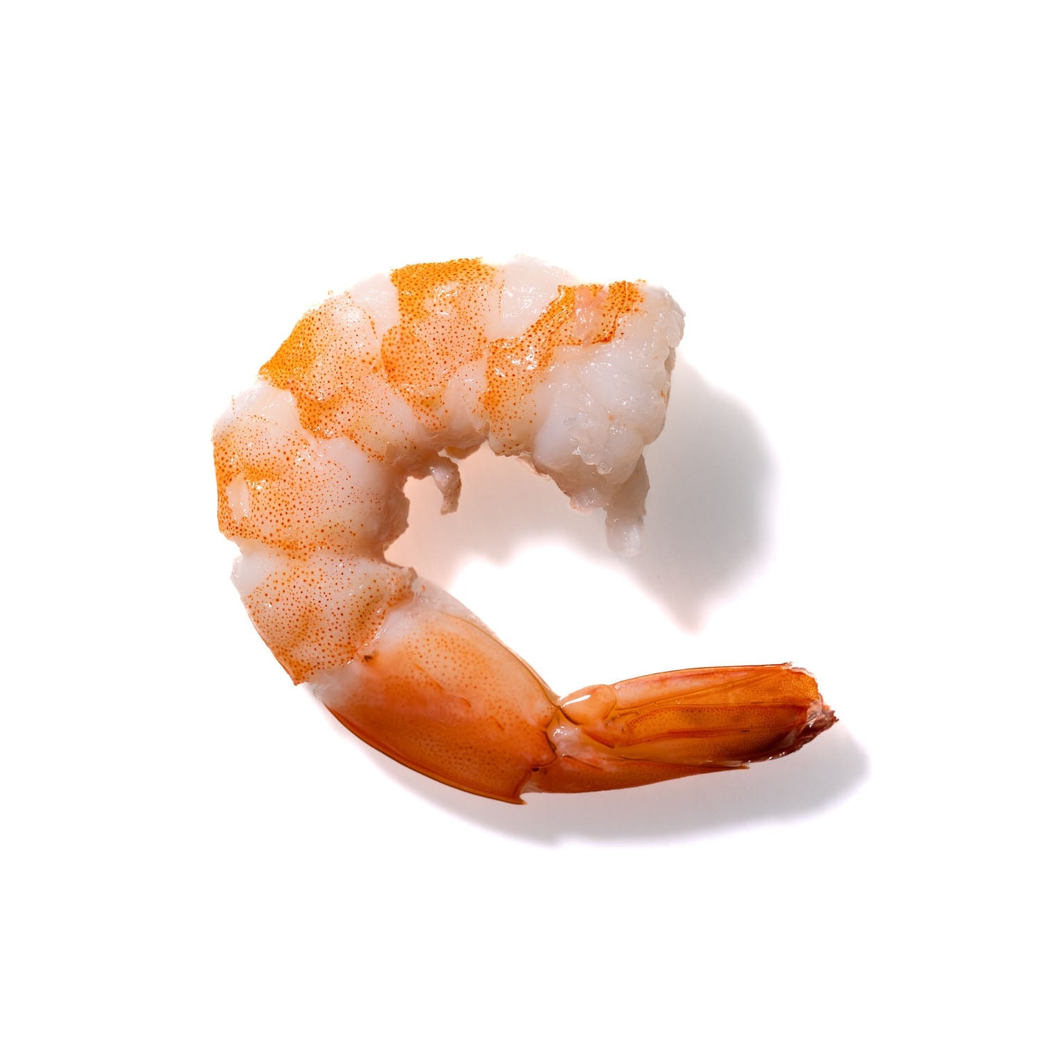 Shrimp No. 790