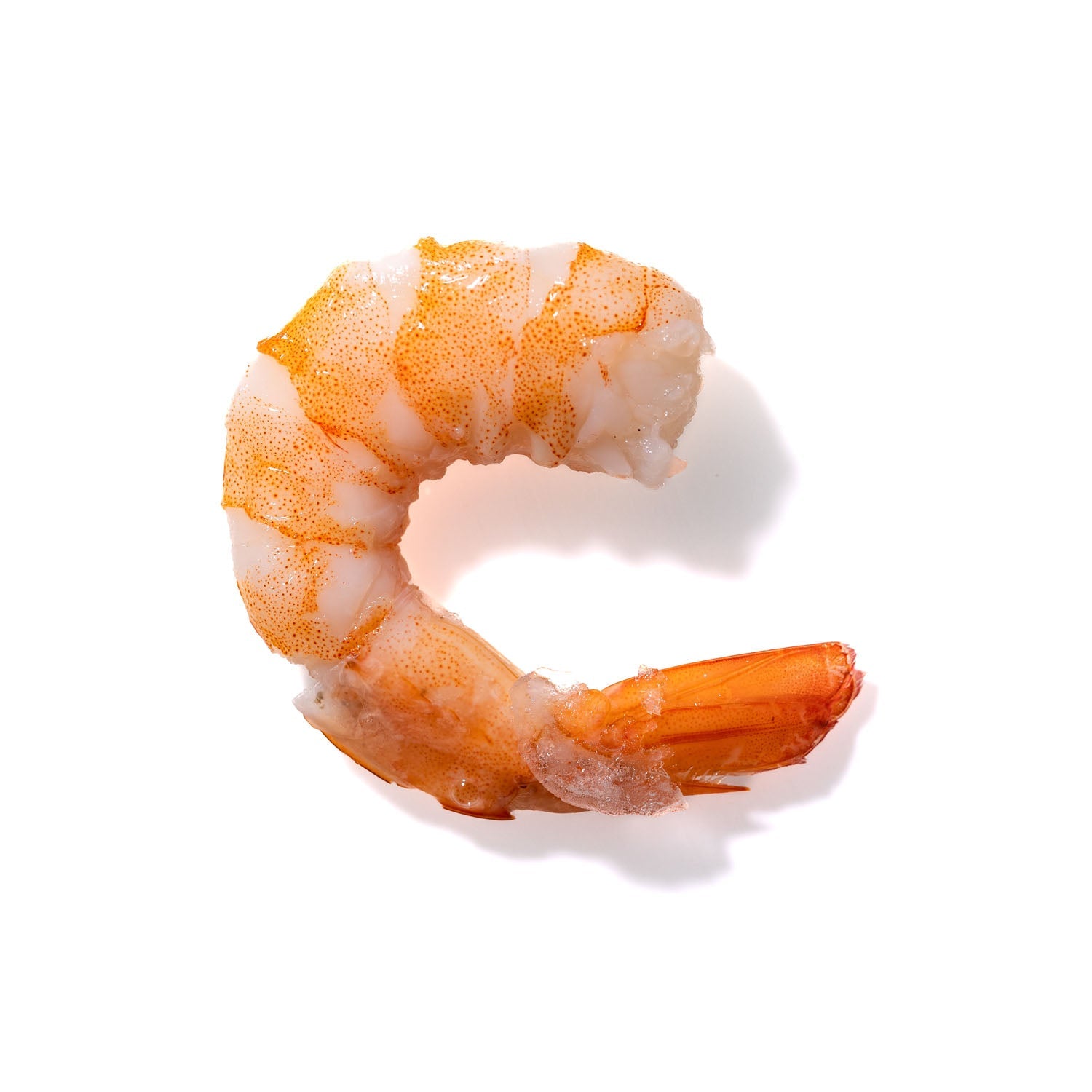 Shrimp No. 791