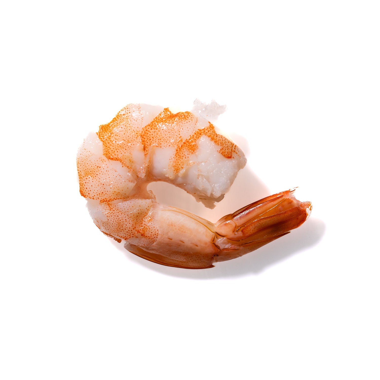 Shrimp No. 792