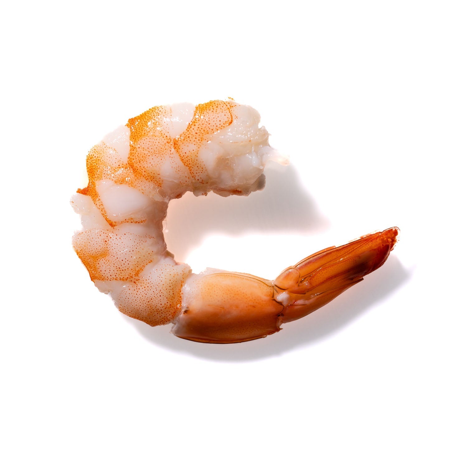 Shrimp No. 793