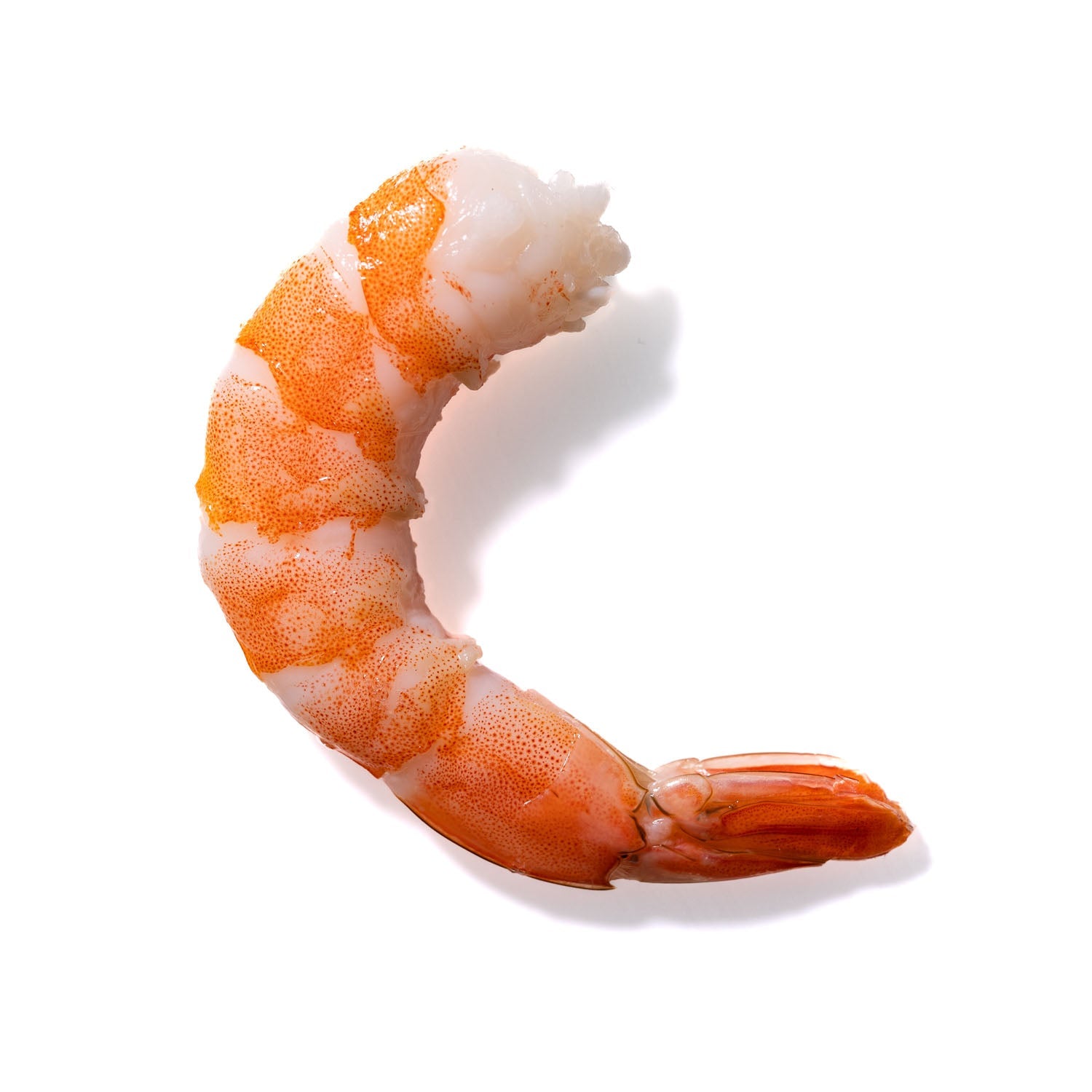 Shrimp No. 794