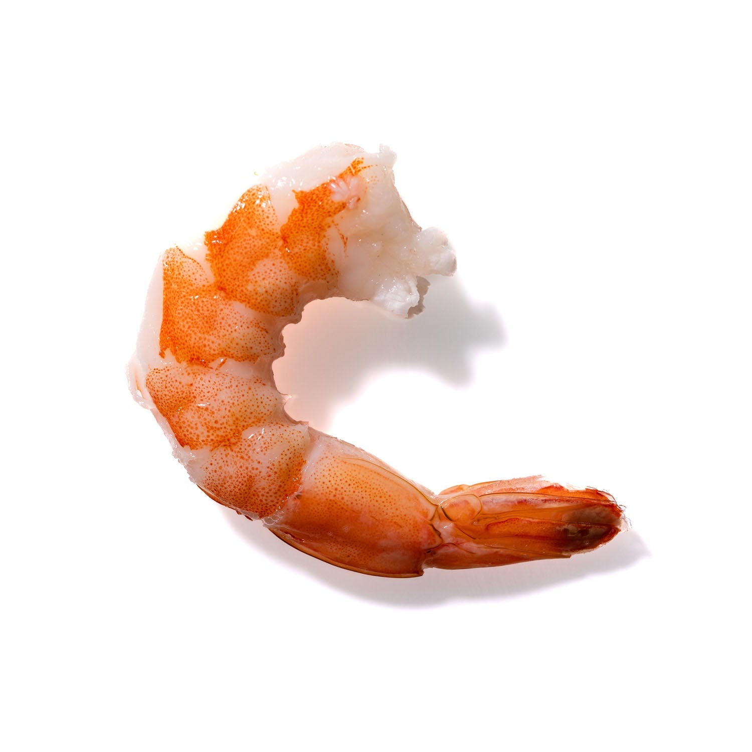 Shrimp No. 795