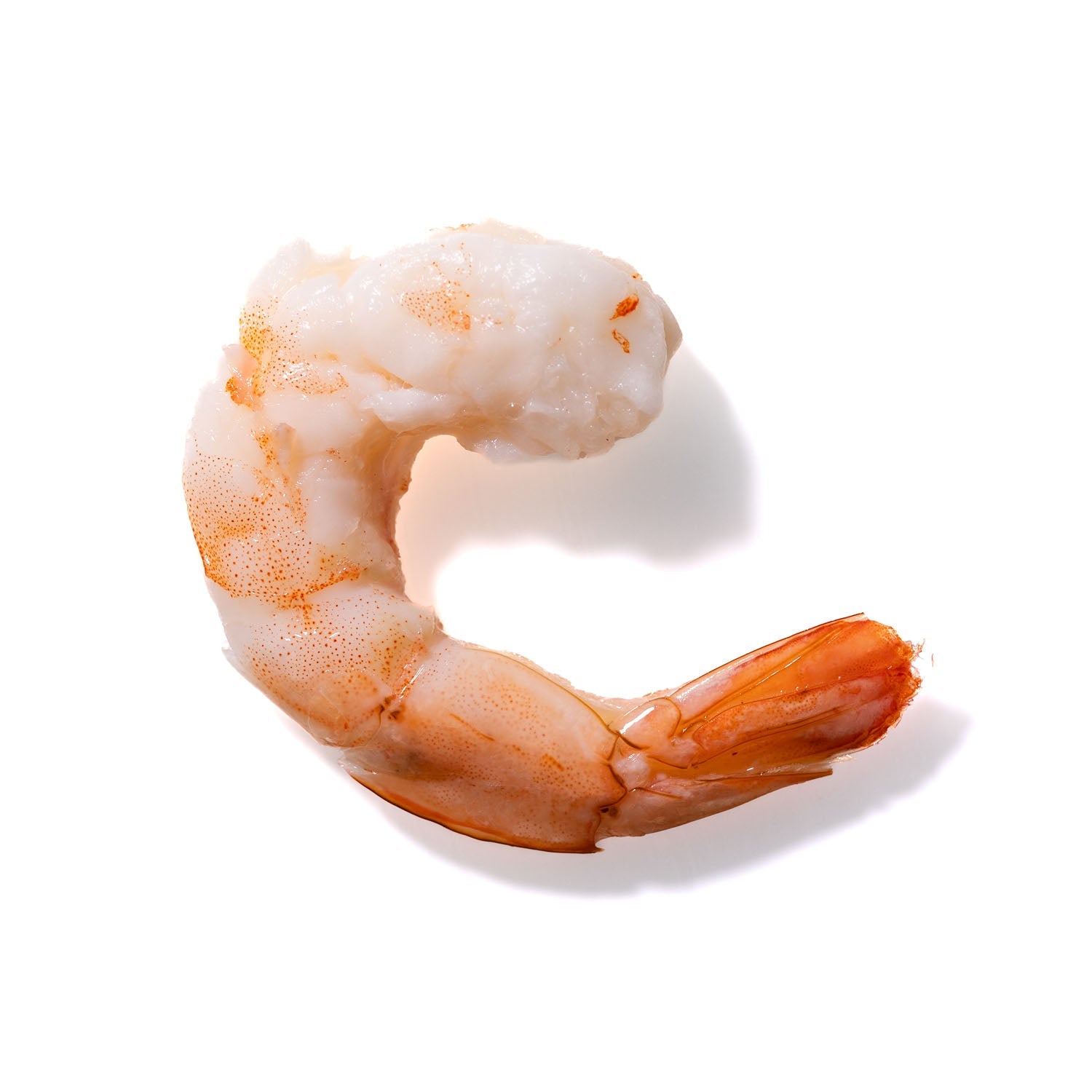 Shrimp No. 796