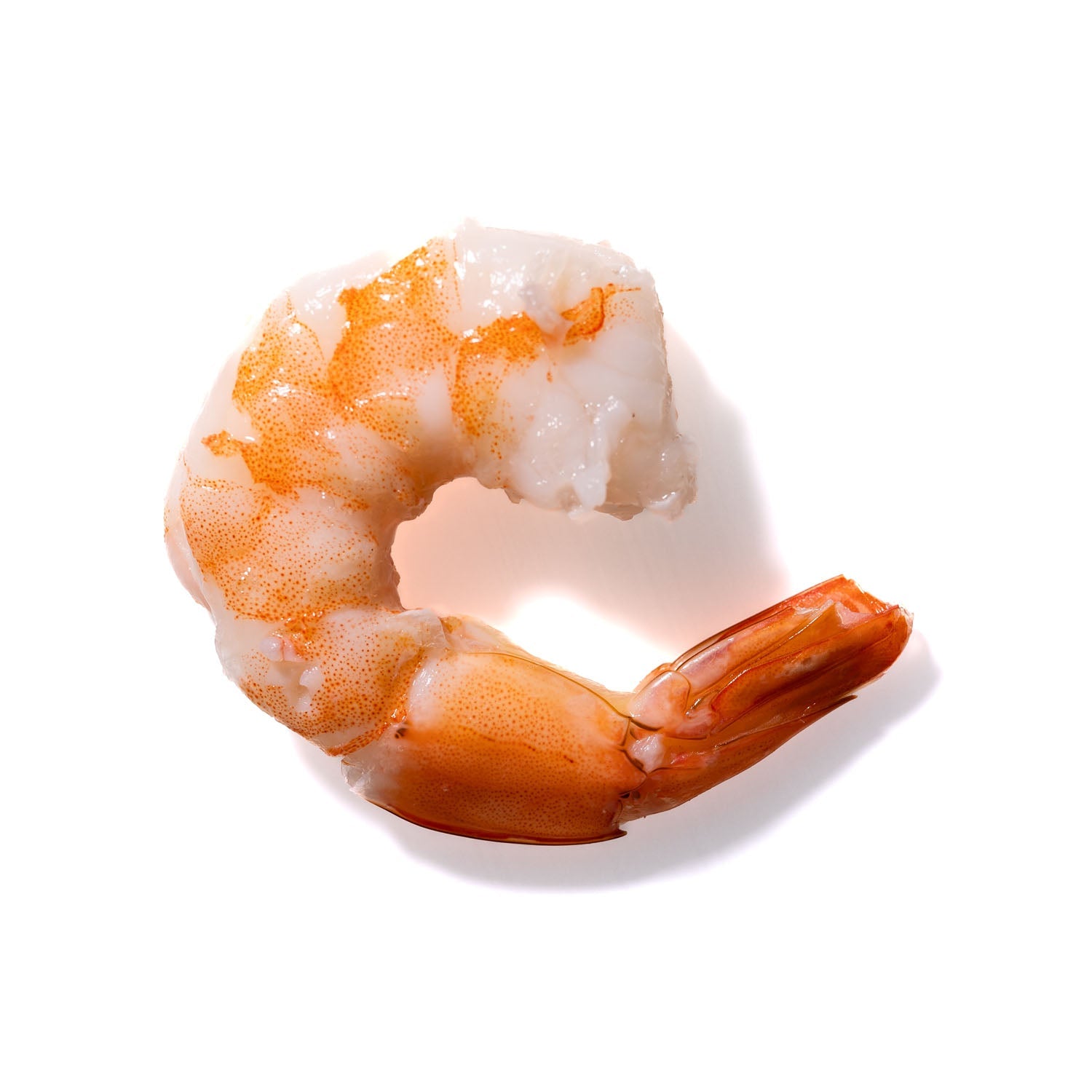 Shrimp No. 797