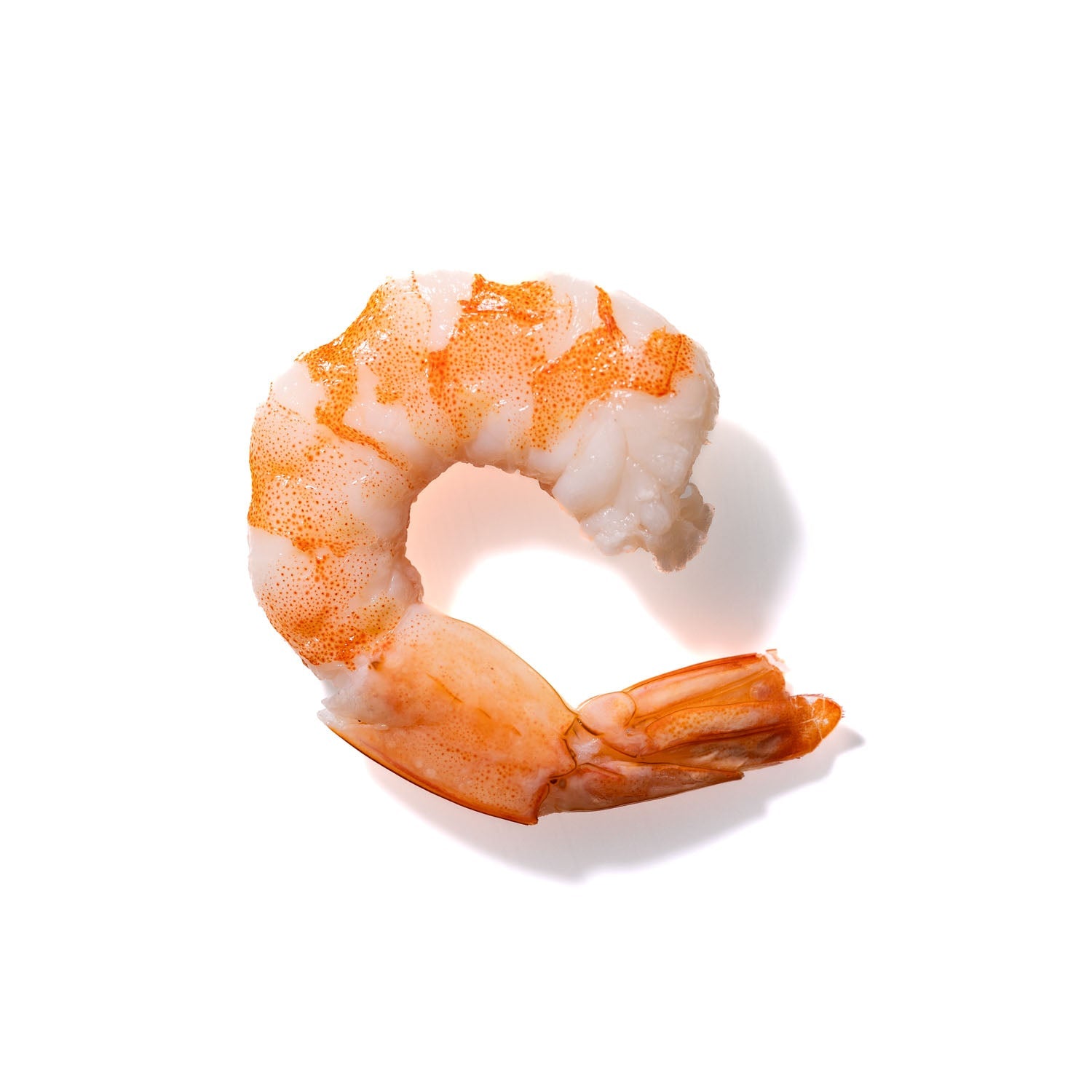 Shrimp No. 801