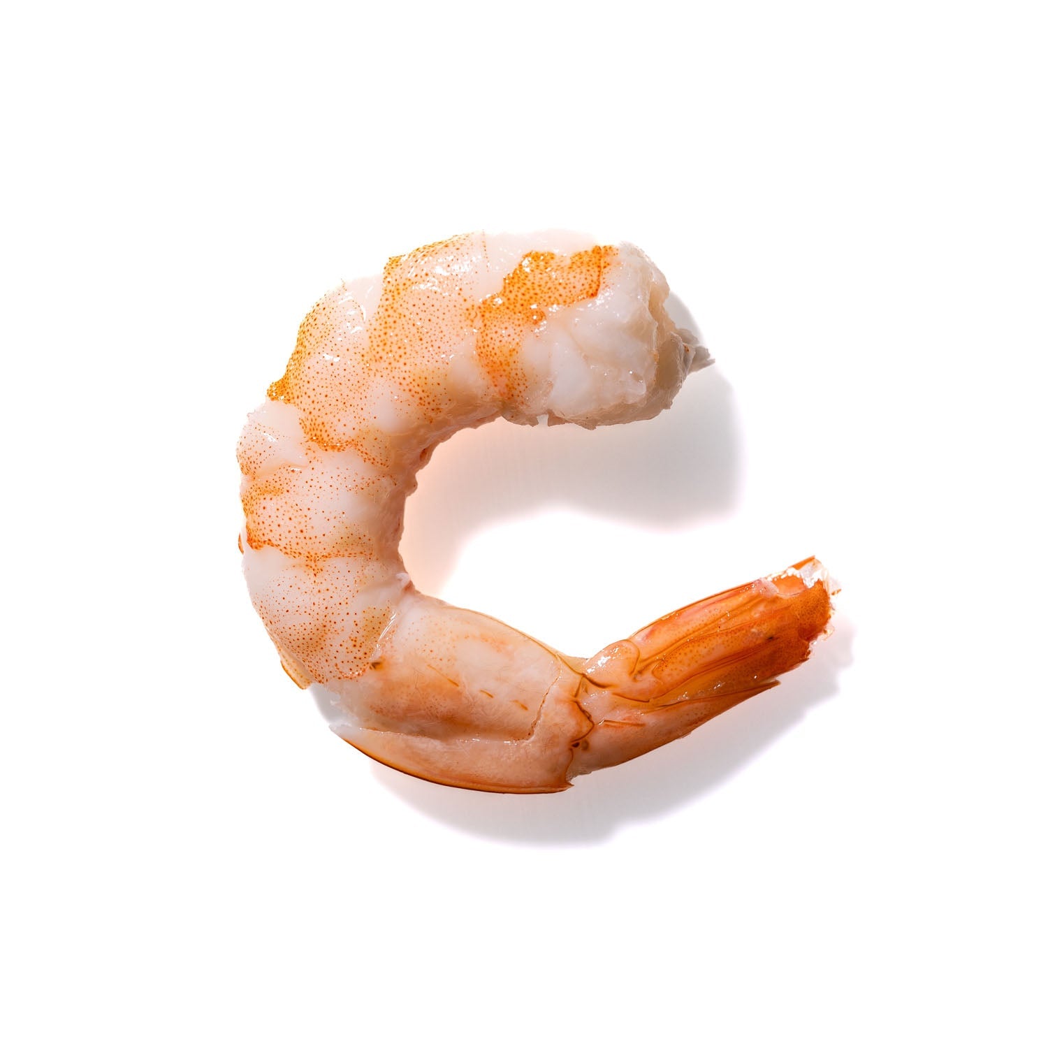 Shrimp No. 805