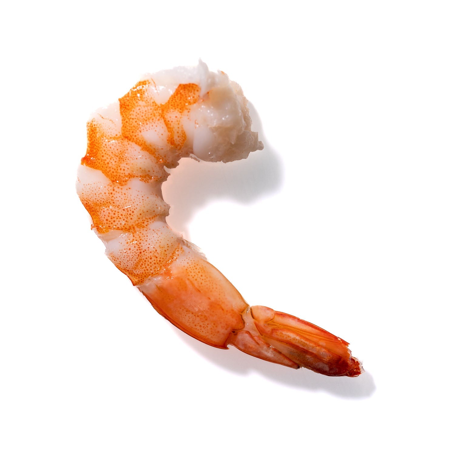 Shrimp No. 806