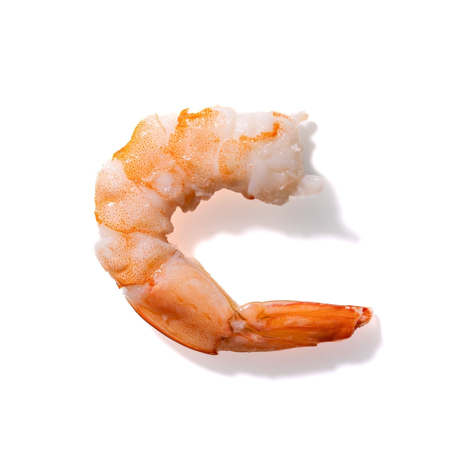 Shrimp No. 809