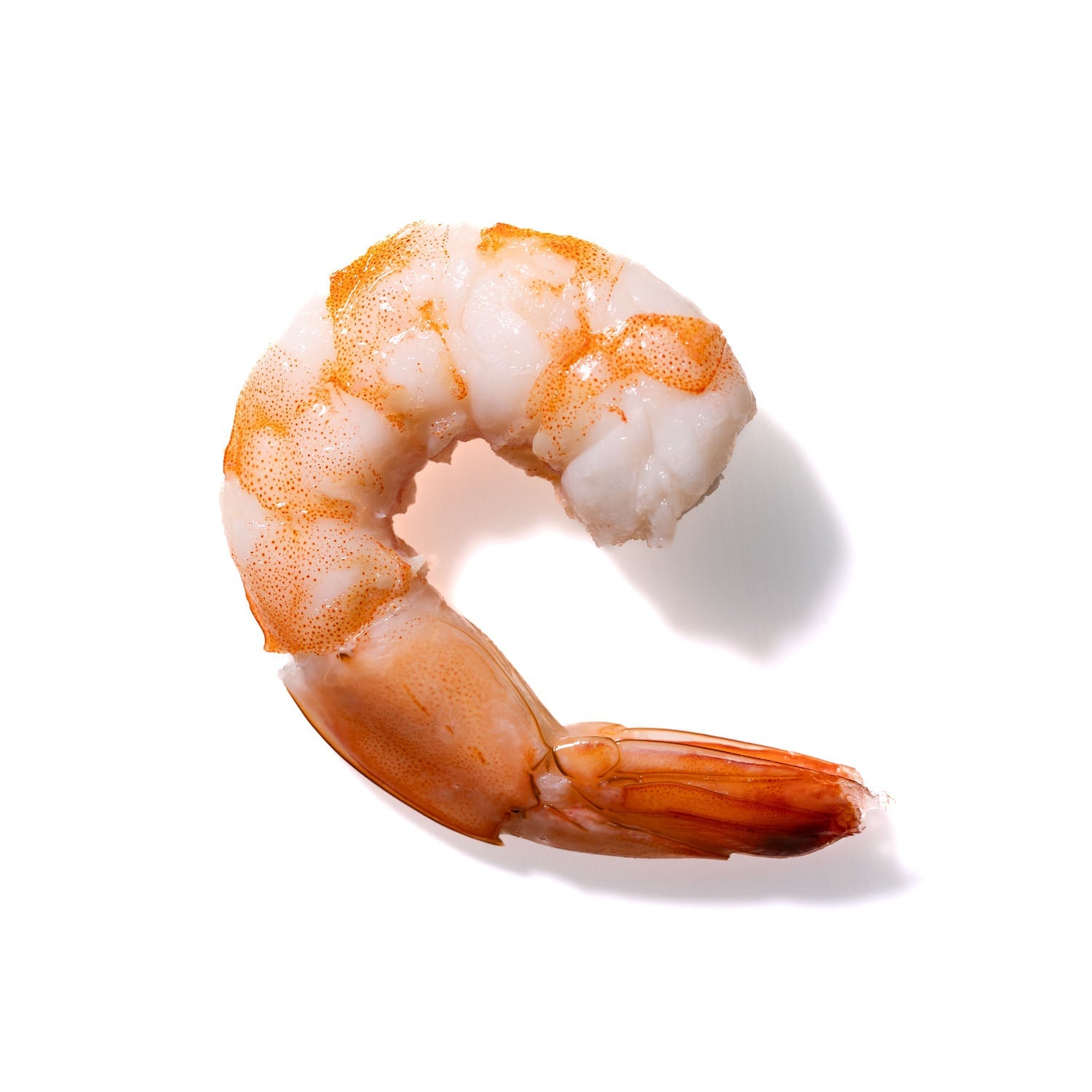 Shrimp No. 812