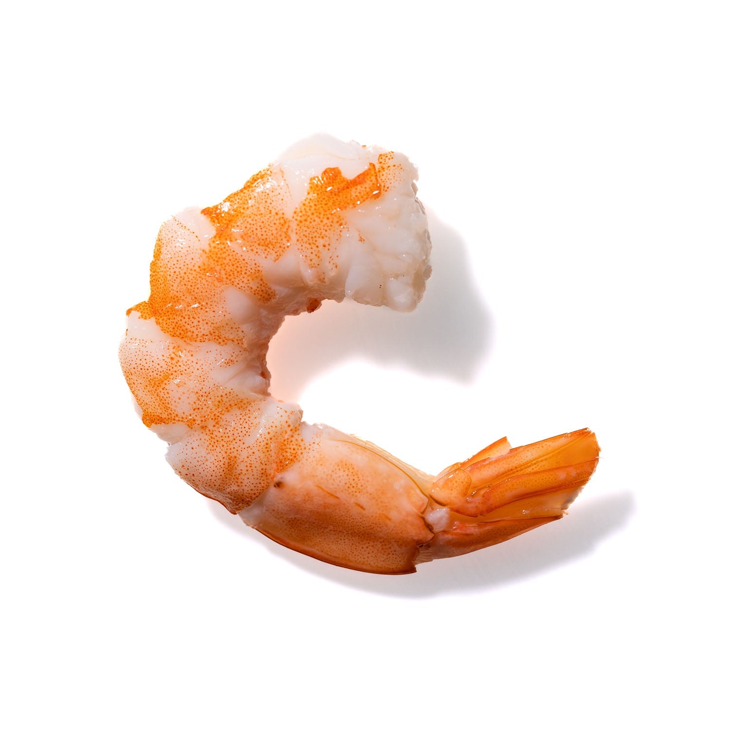 Shrimp No. 818