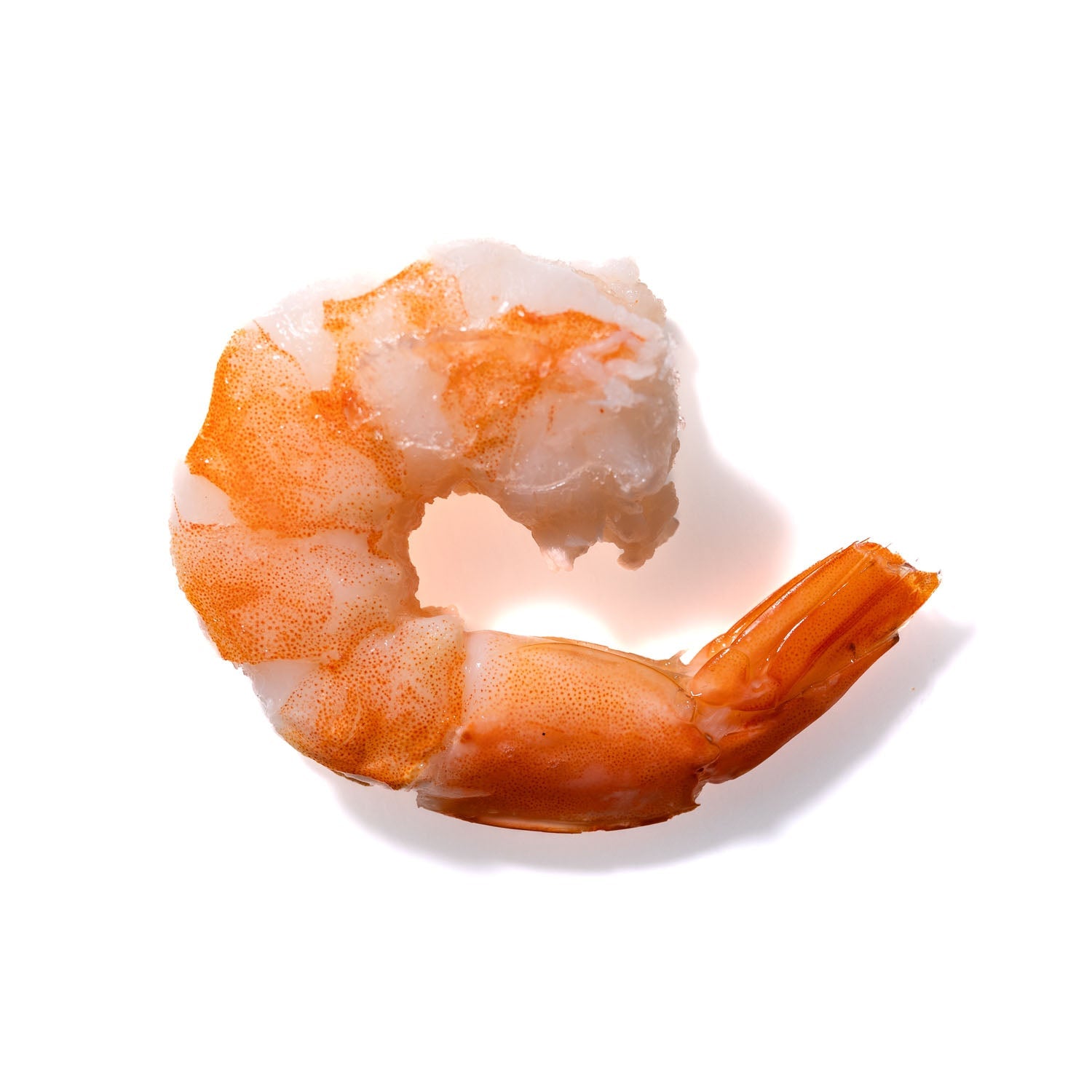 Shrimp No. 825