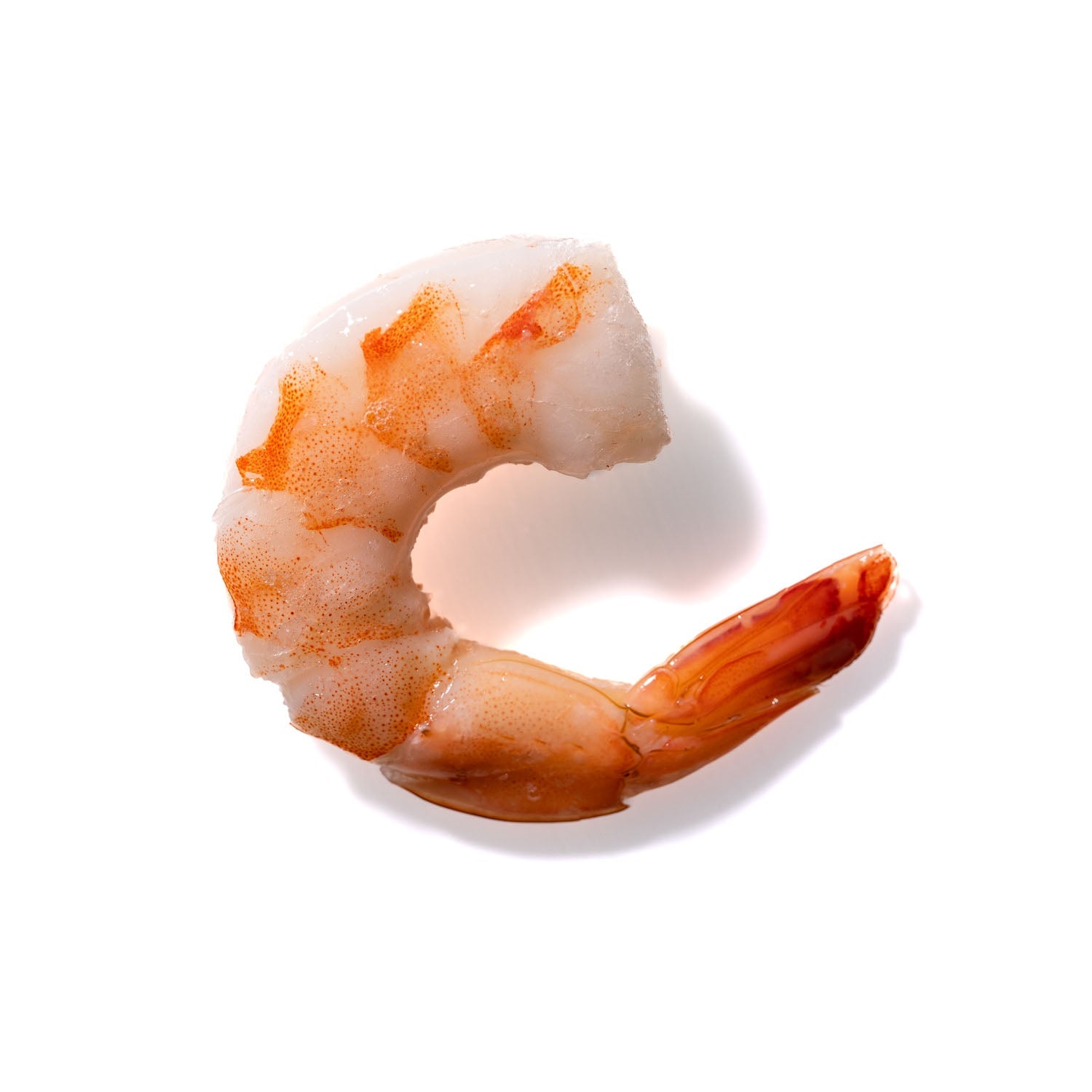 Shrimp No. 828