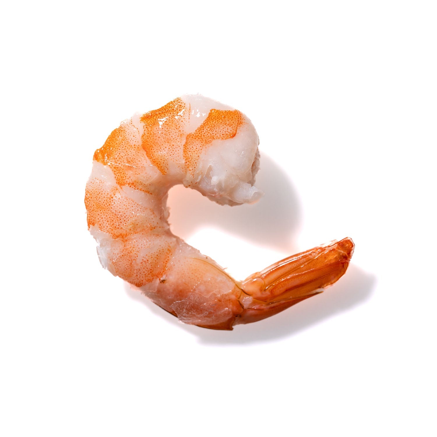 Shrimp No. 830