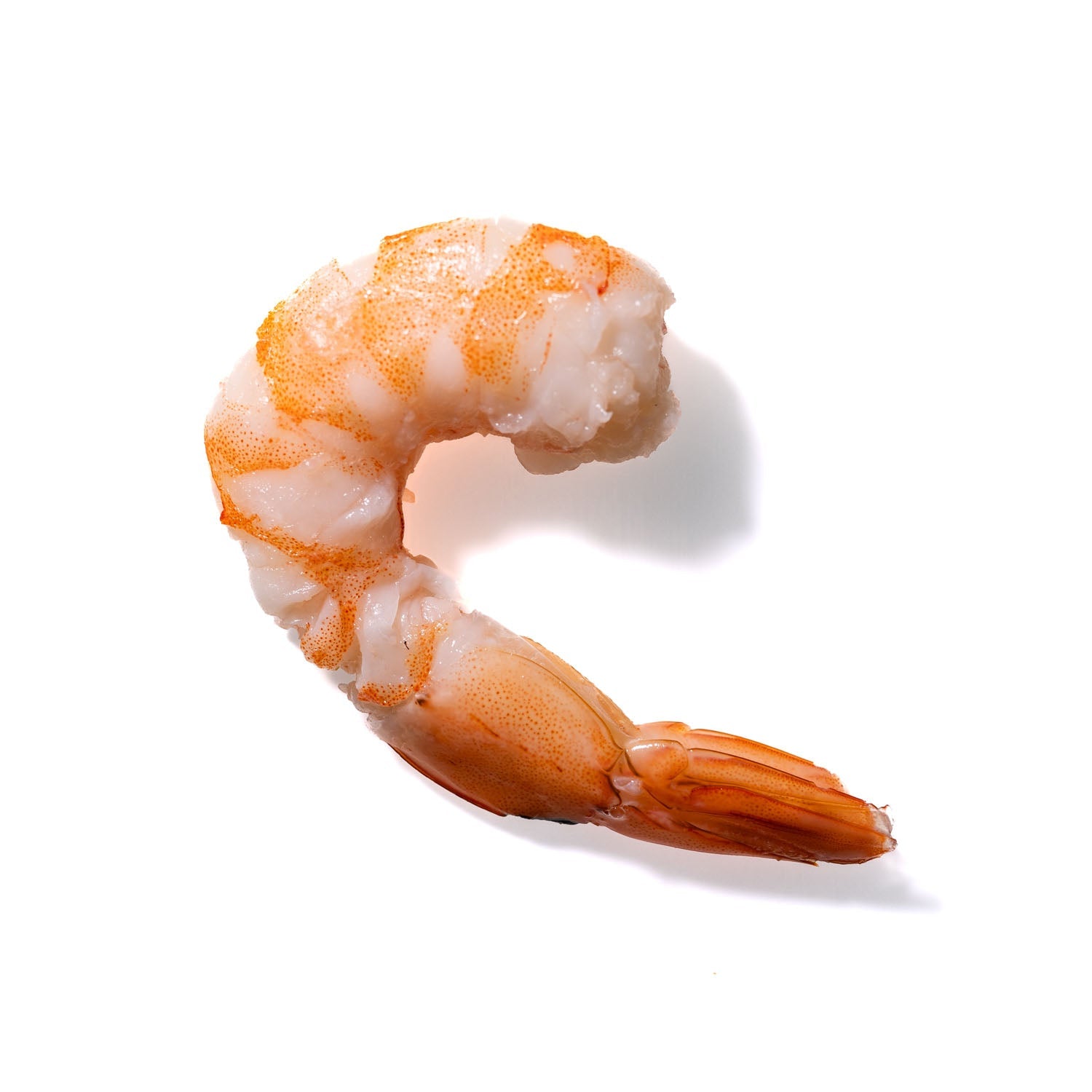 Shrimp No. 832