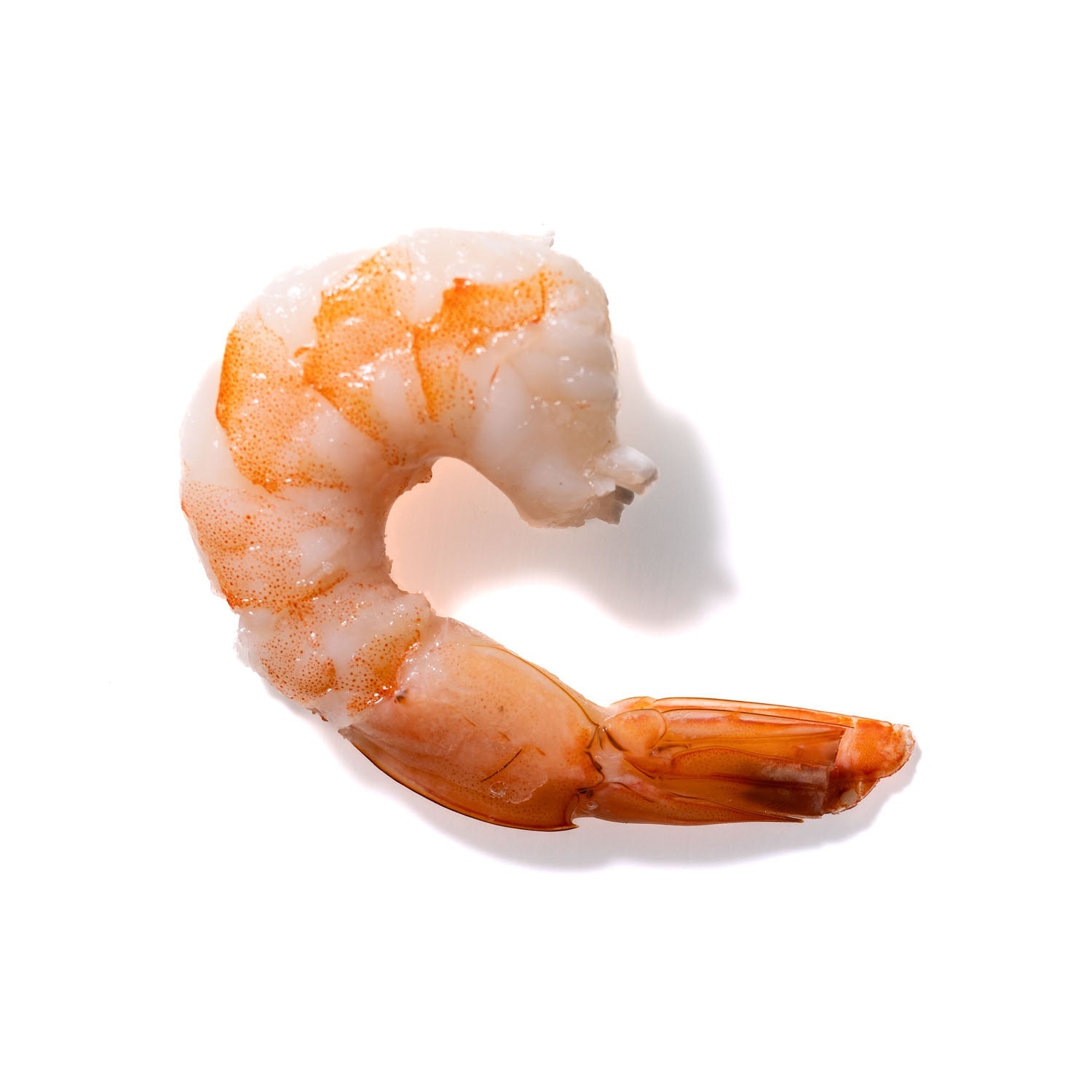 Shrimp No. 835