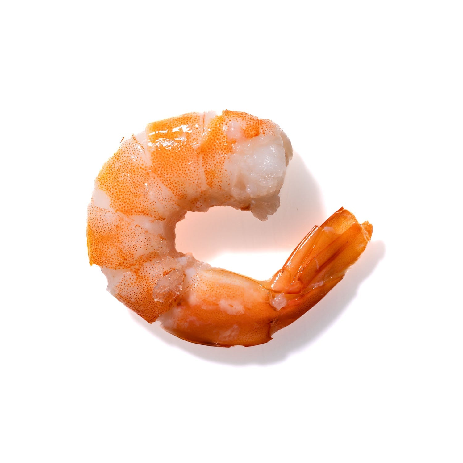 Shrimp No. 836