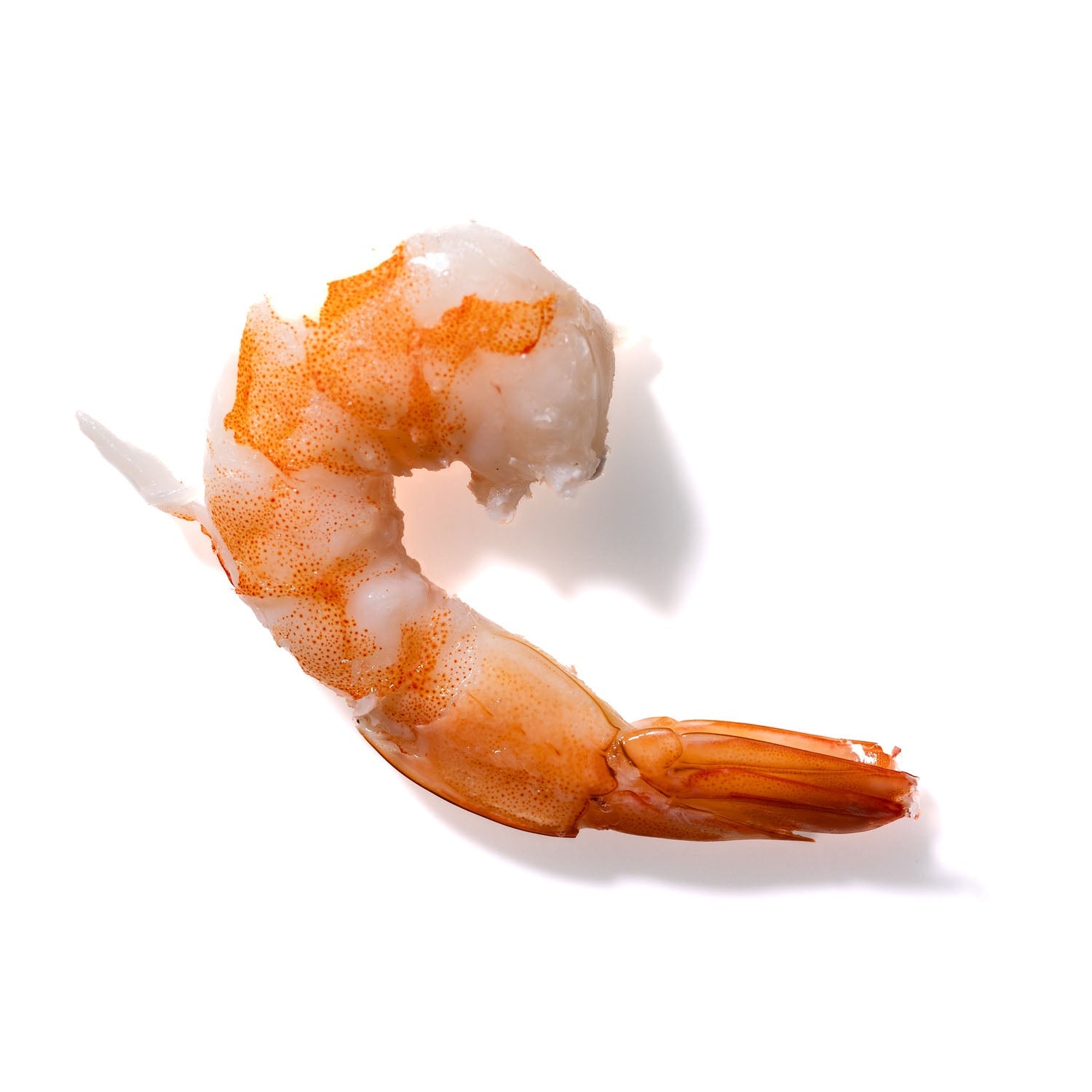 Shrimp No. 838