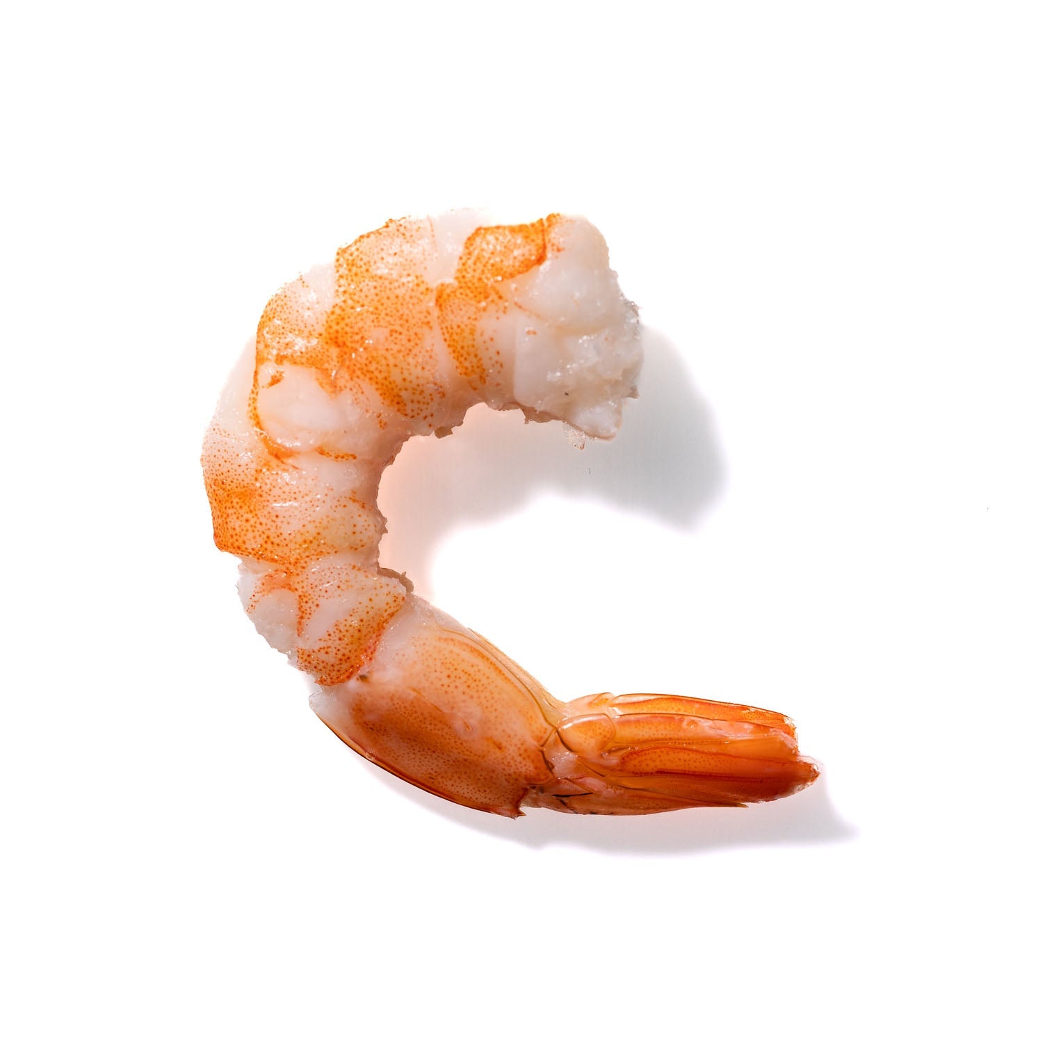 Shrimp No. 841