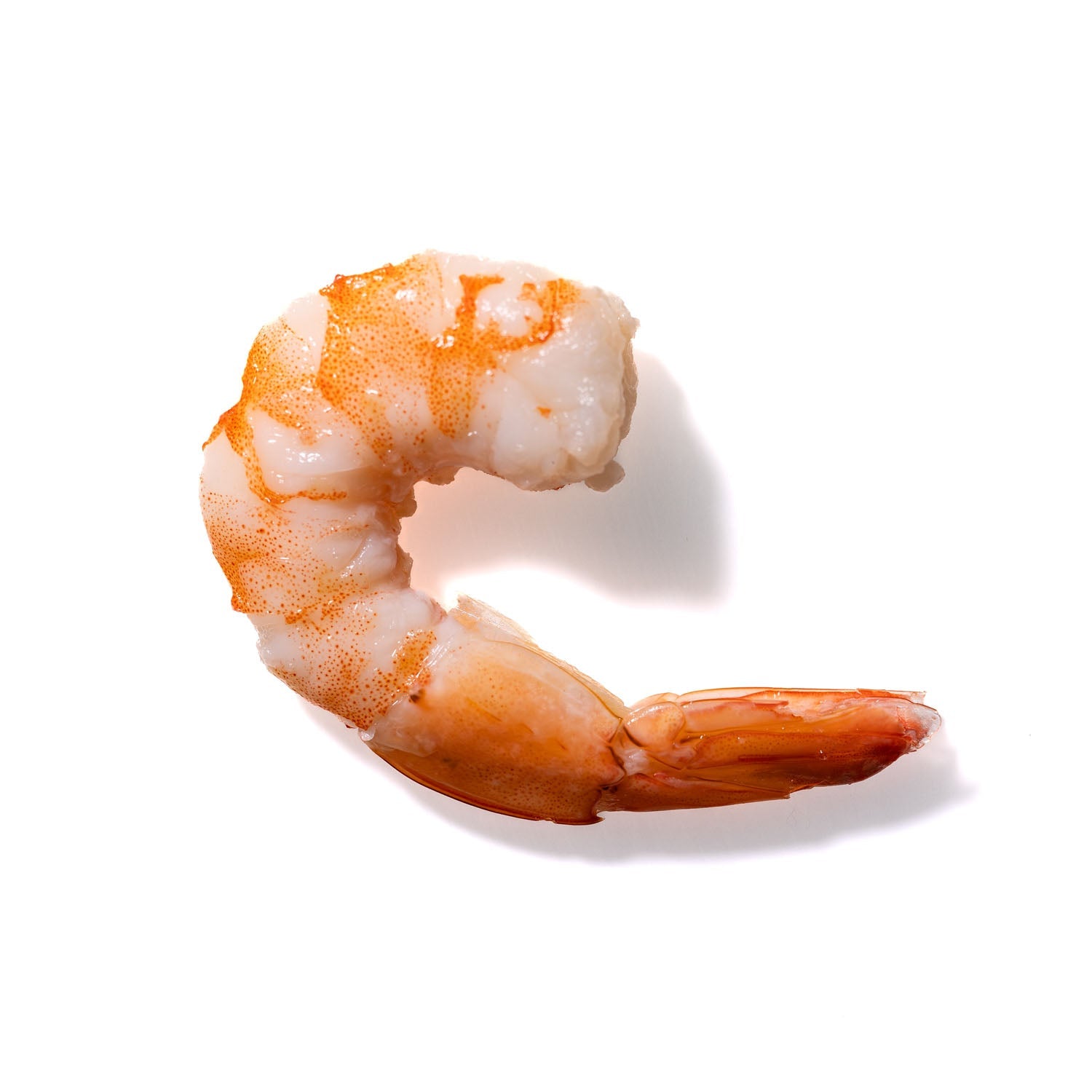 Shrimp No. 842