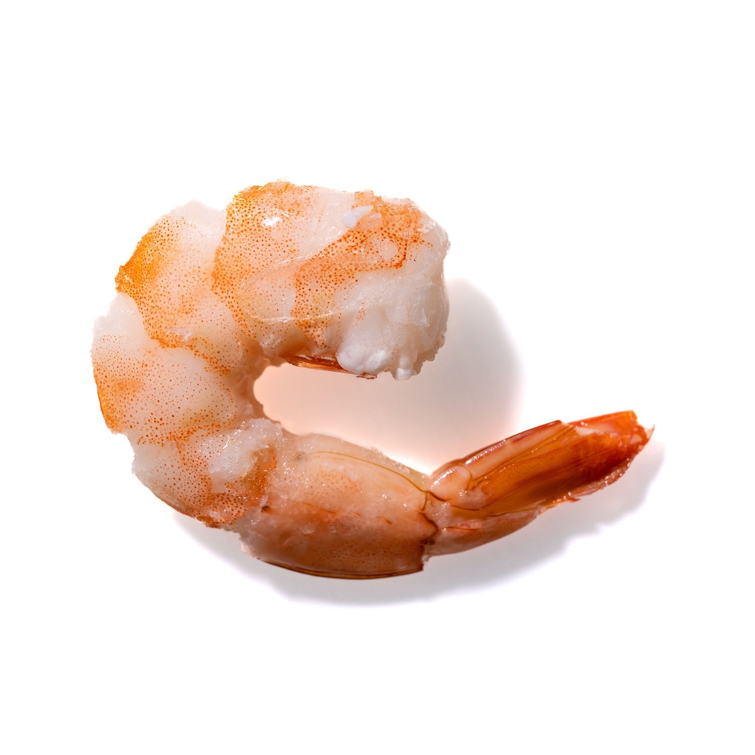 Shrimp No. 845