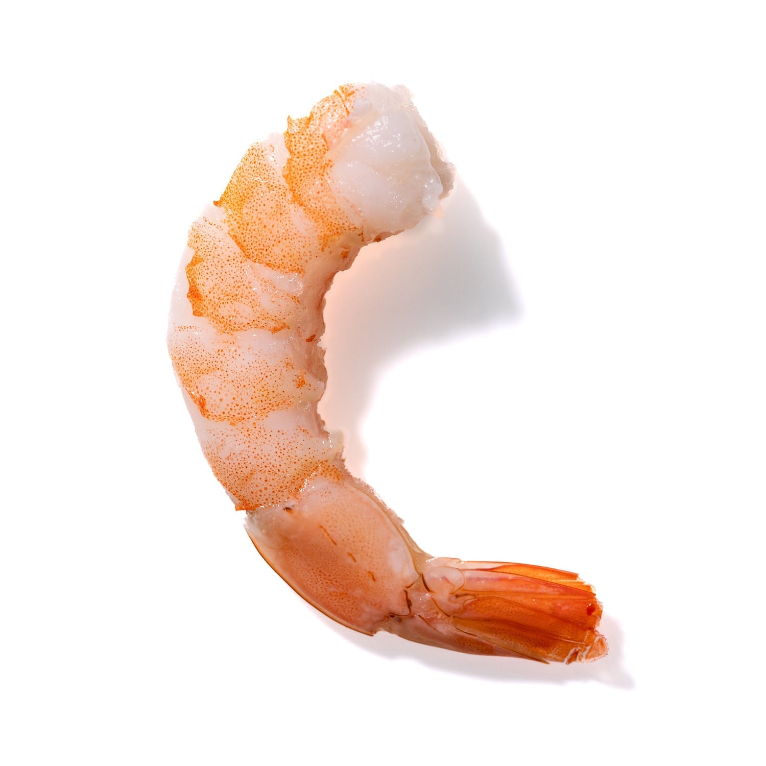 Shrimp No. 847