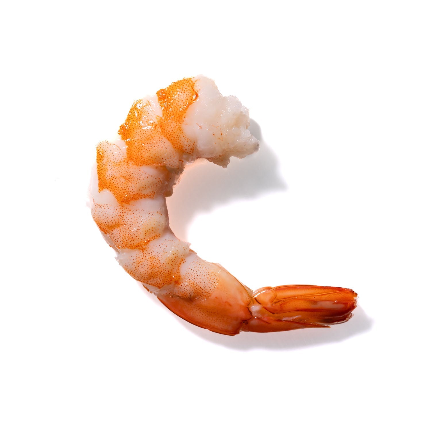 Shrimp No. 849