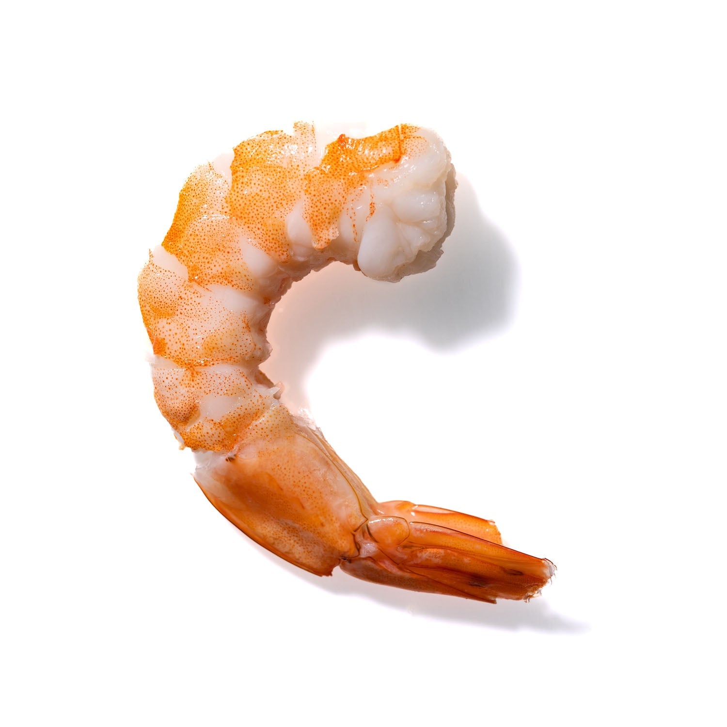 Shrimp No. 851