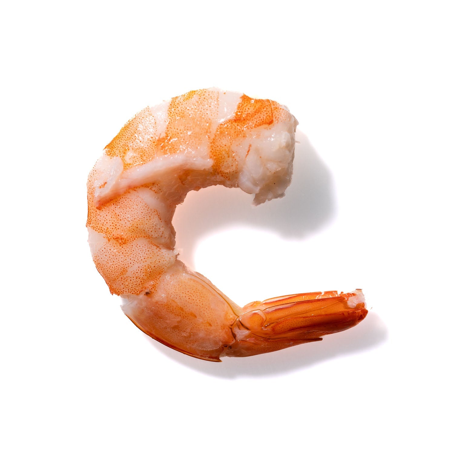 Shrimp No. 853