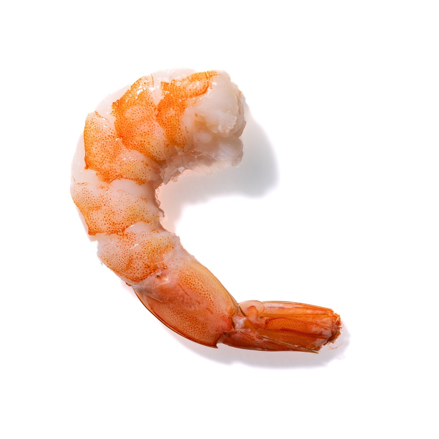 Shrimp No. 856