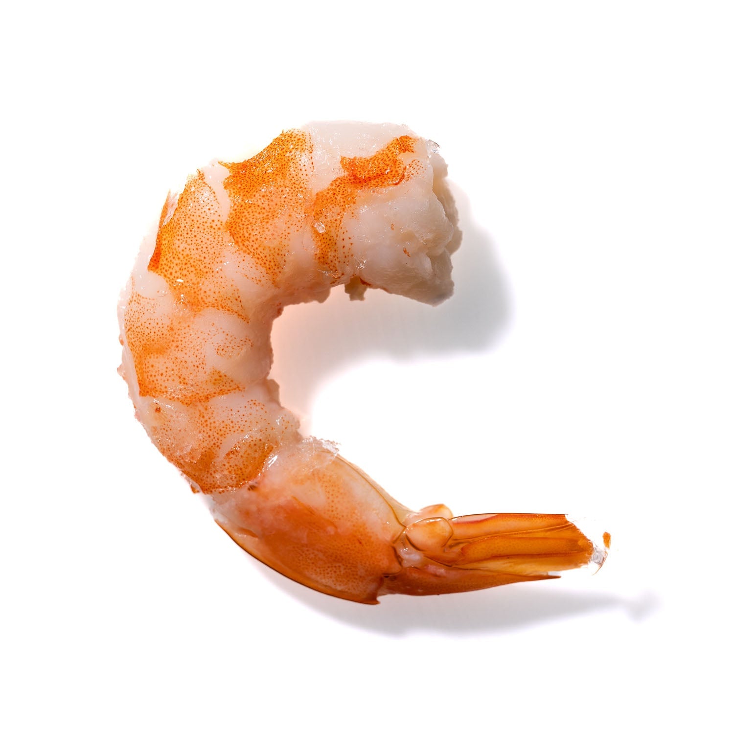 Shrimp No. 858