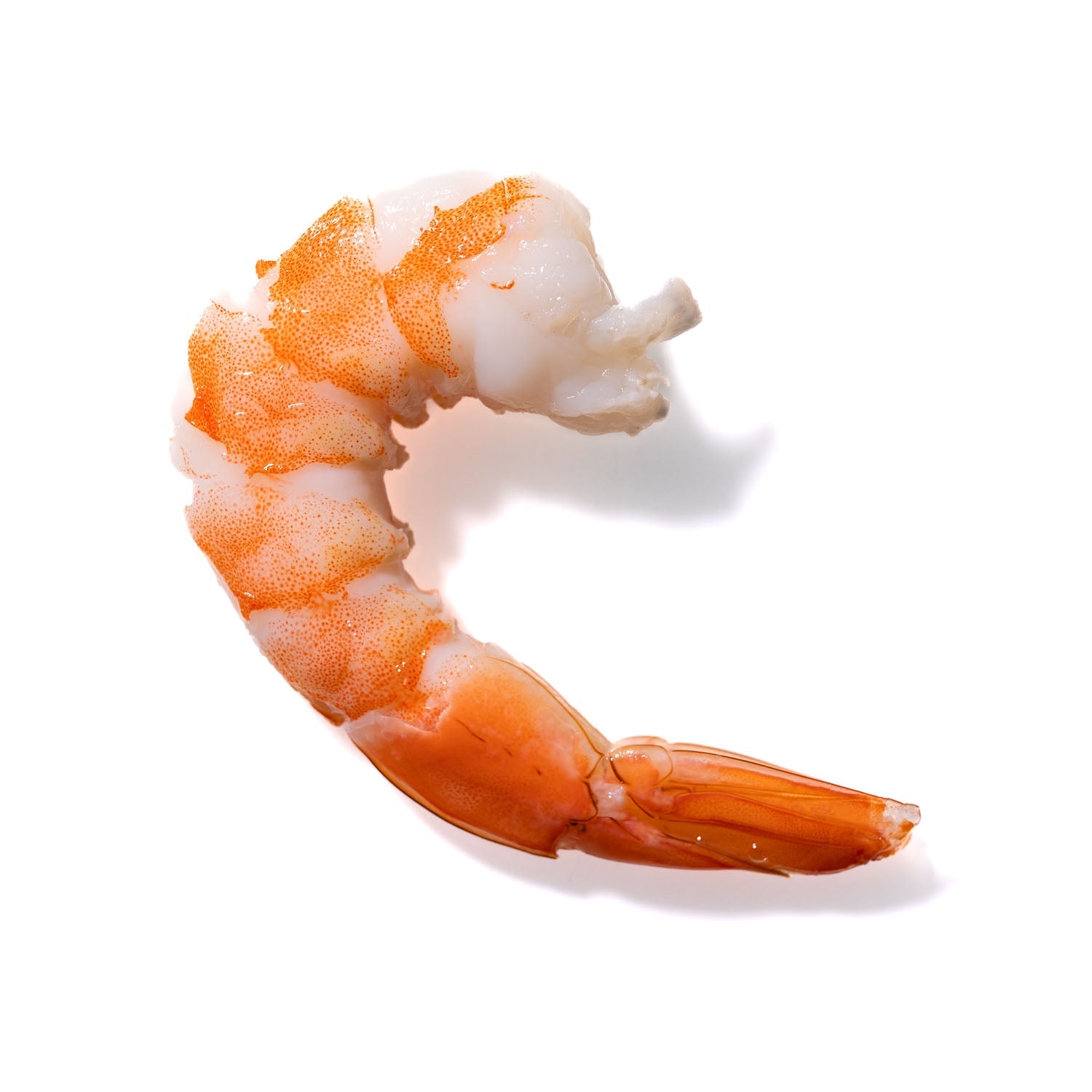 Shrimp No. 861