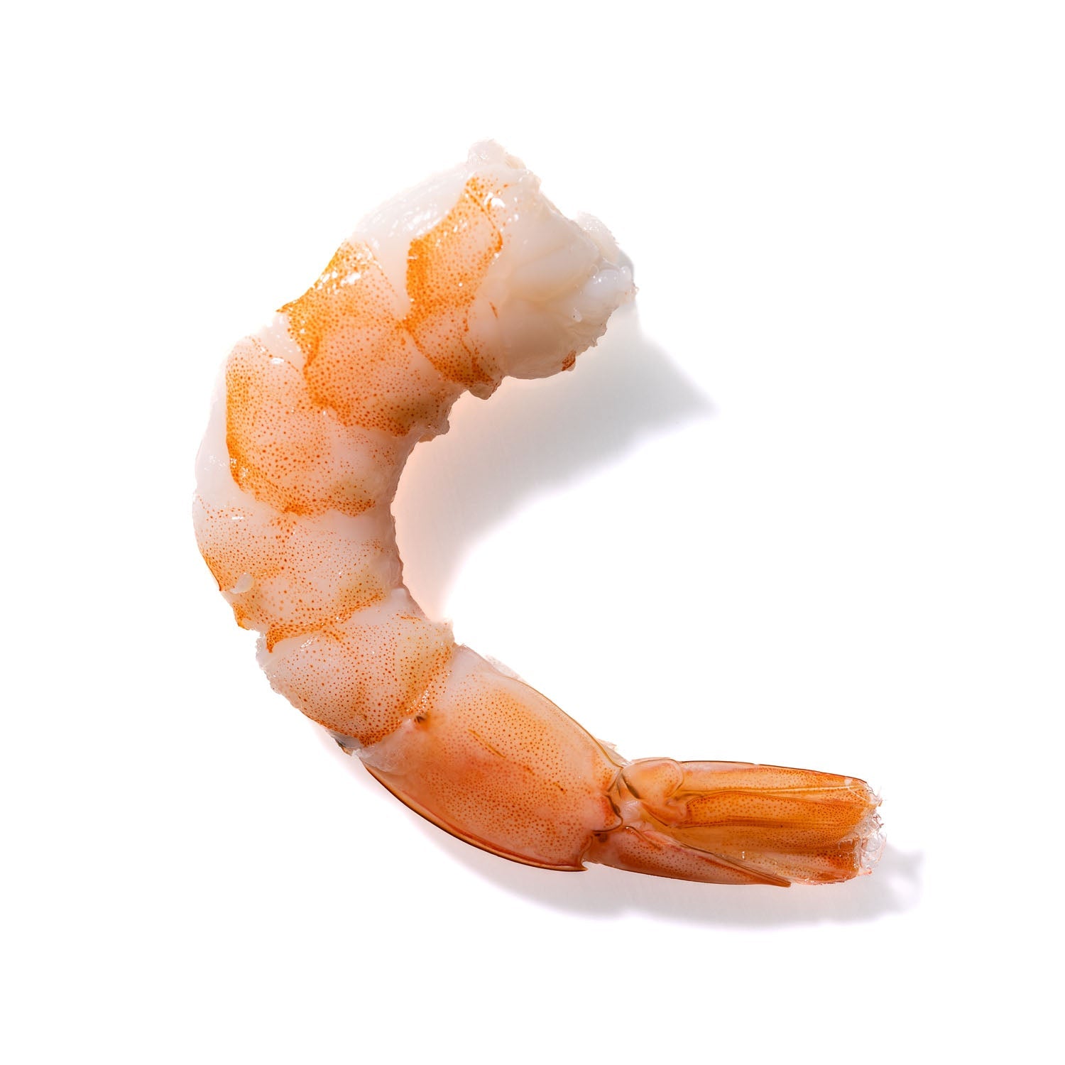 Shrimp No. 862