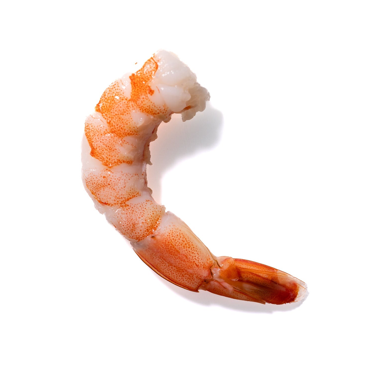 Shrimp No. 864