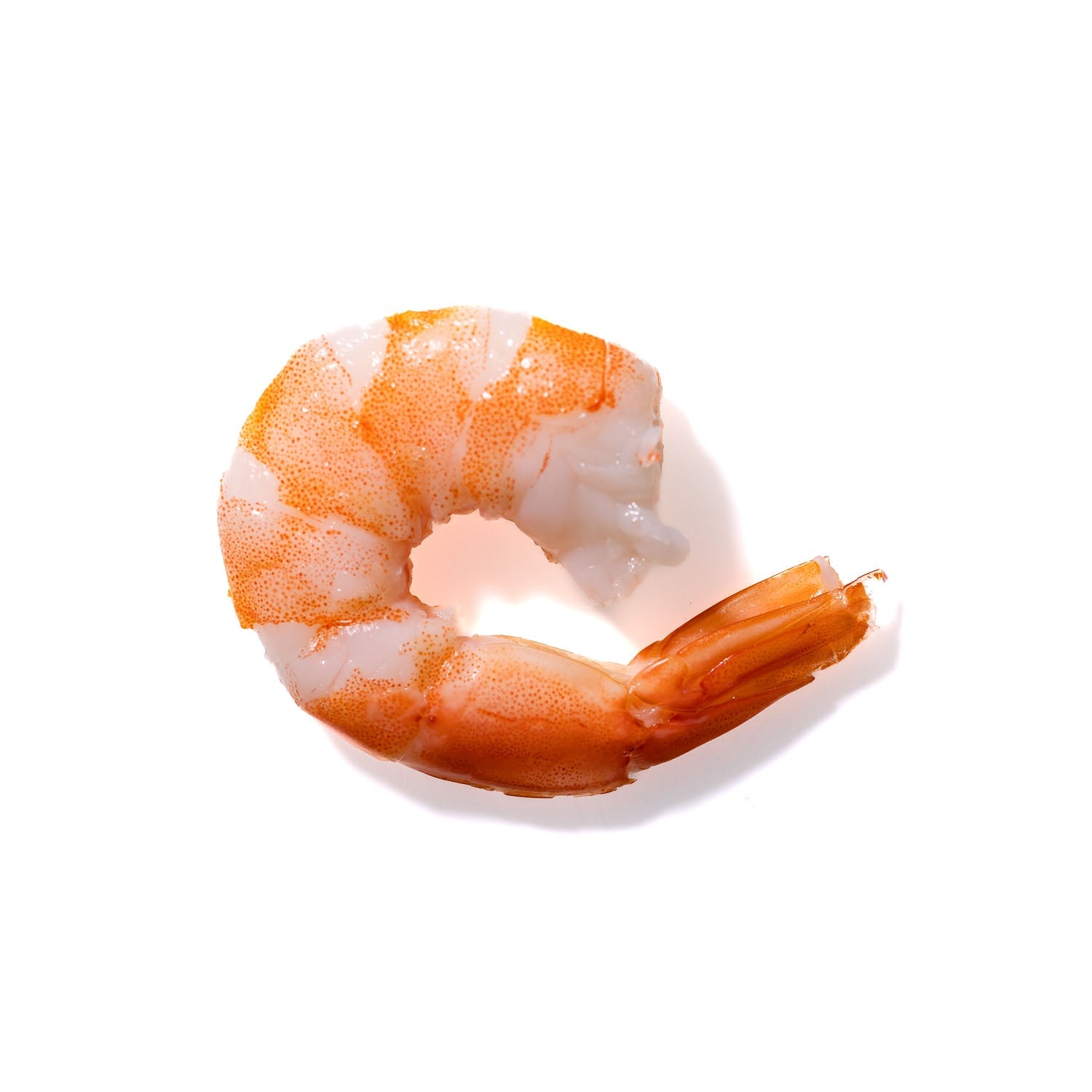 Shrimp No. 867