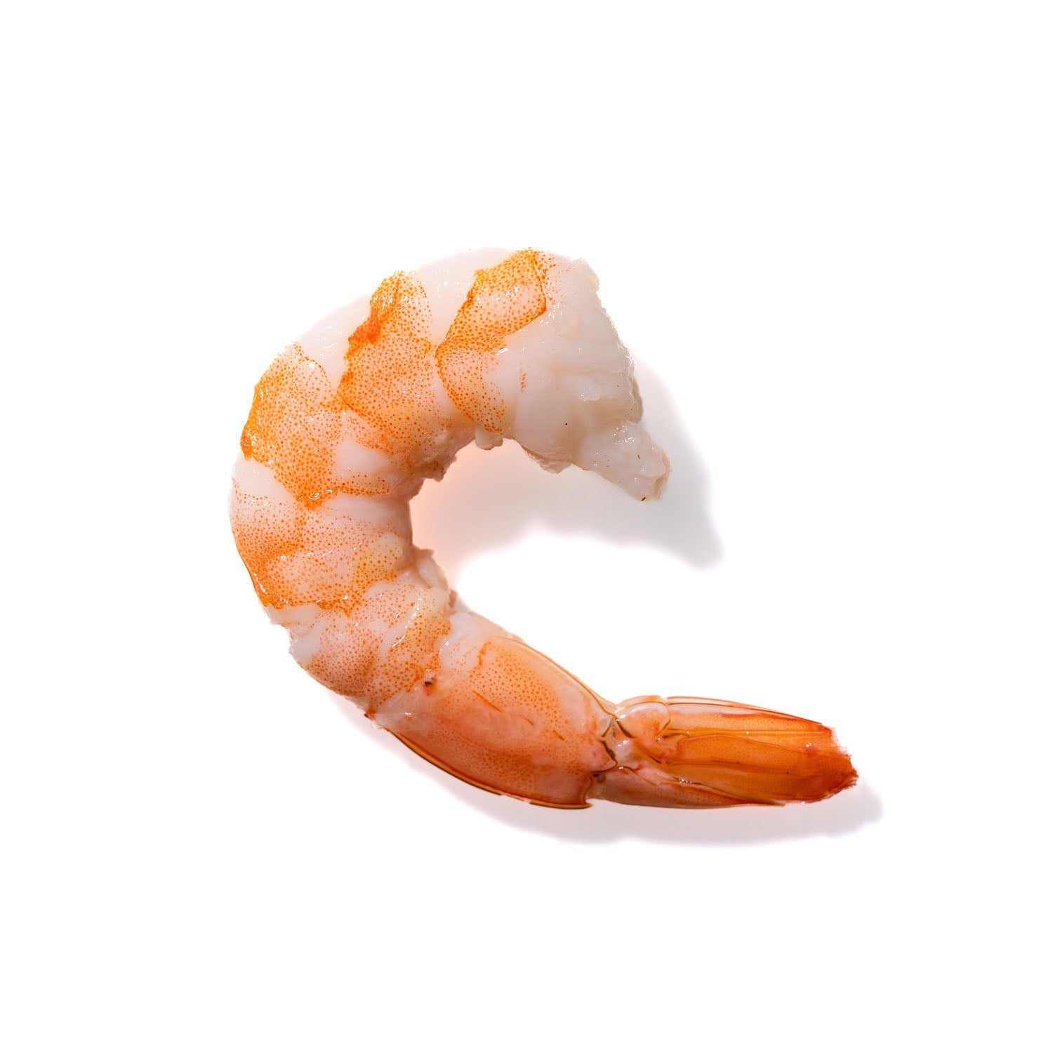 Shrimp No. 871