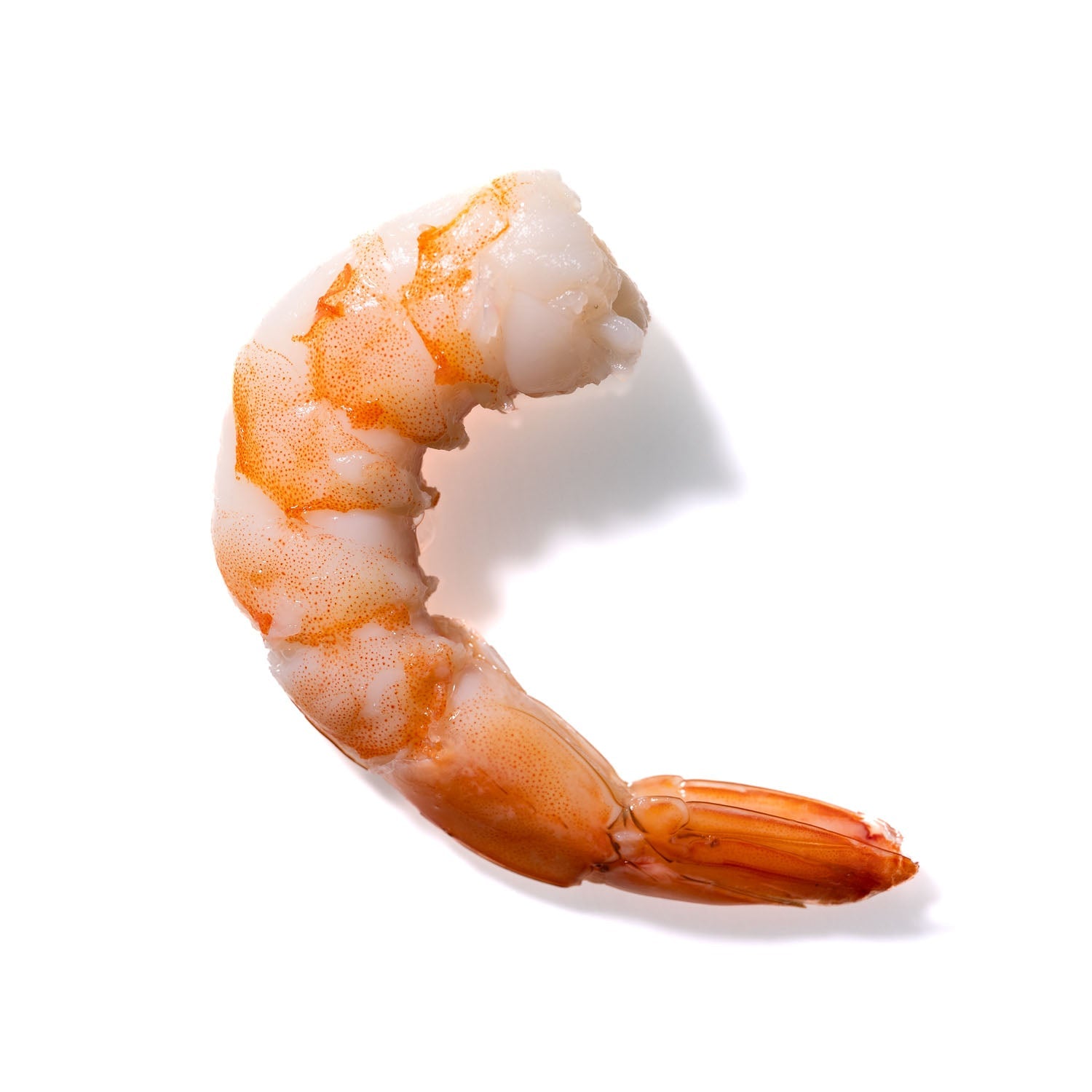 Shrimp No. 874