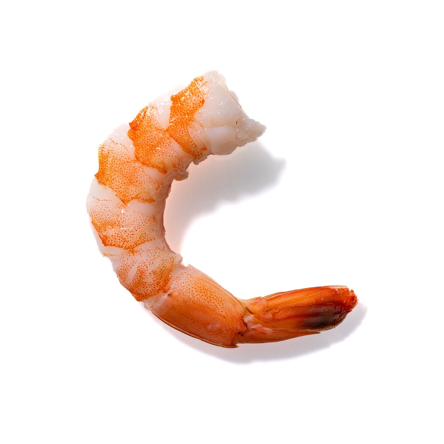 Shrimp No. 875