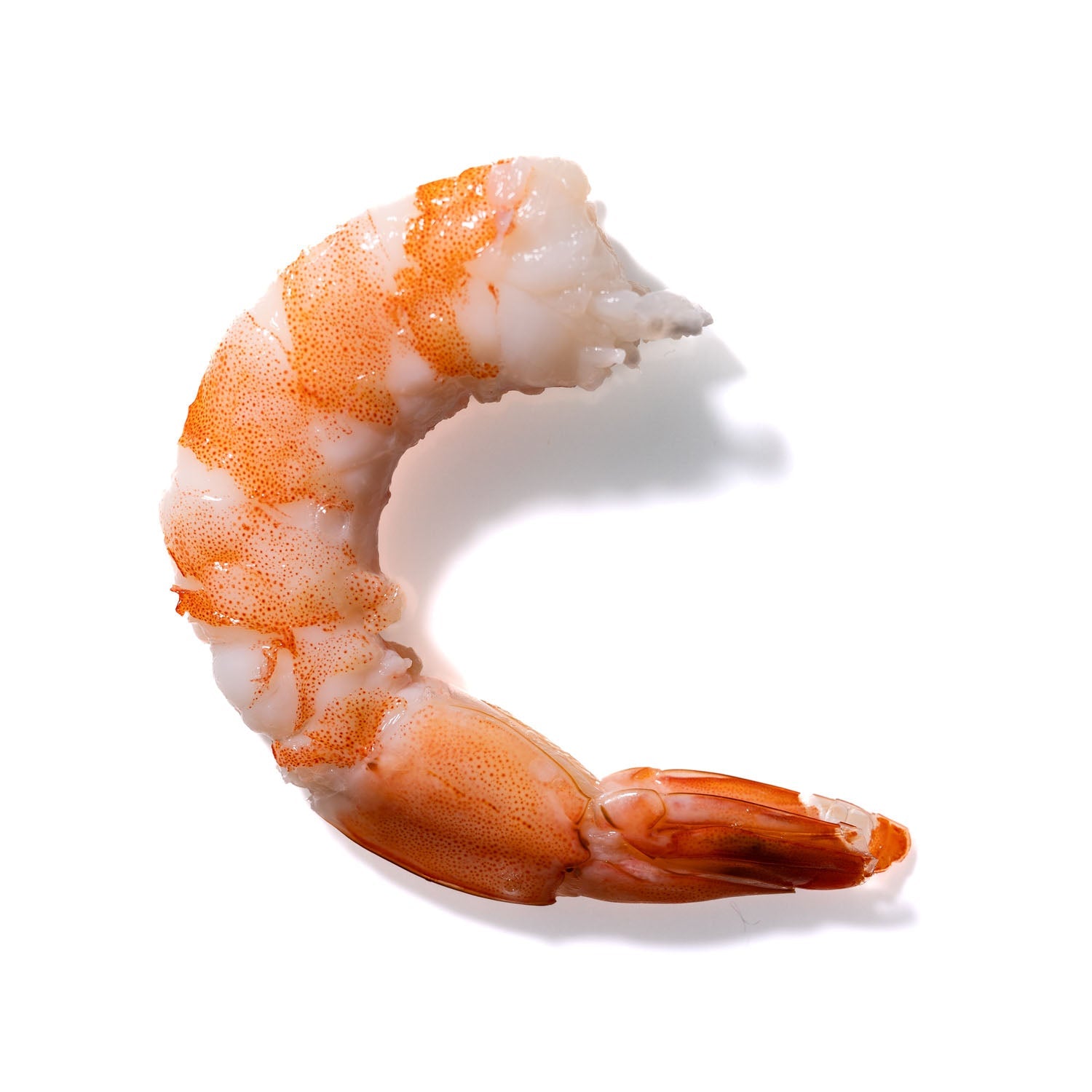 Shrimp No. 876