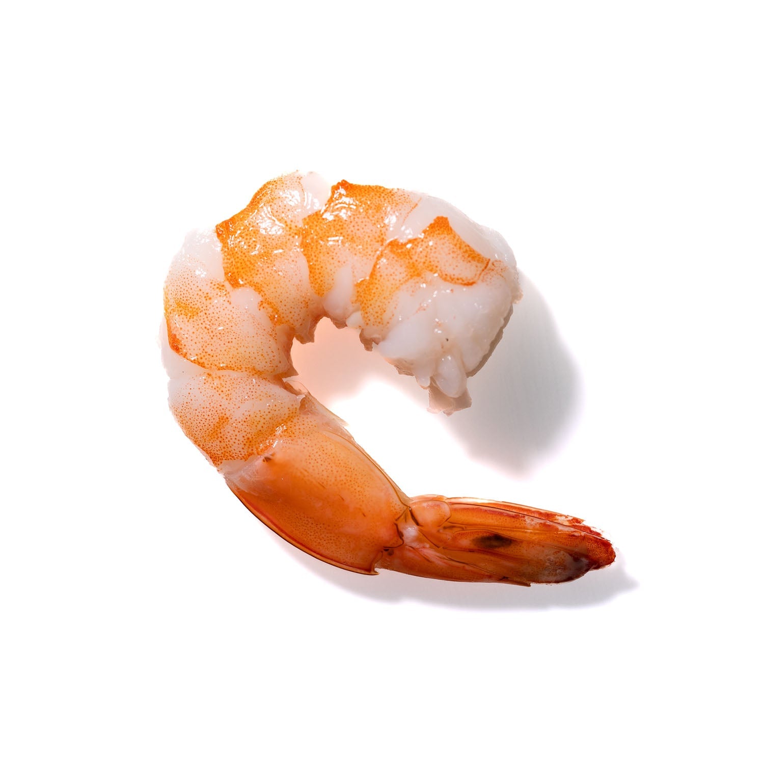 Shrimp No. 879