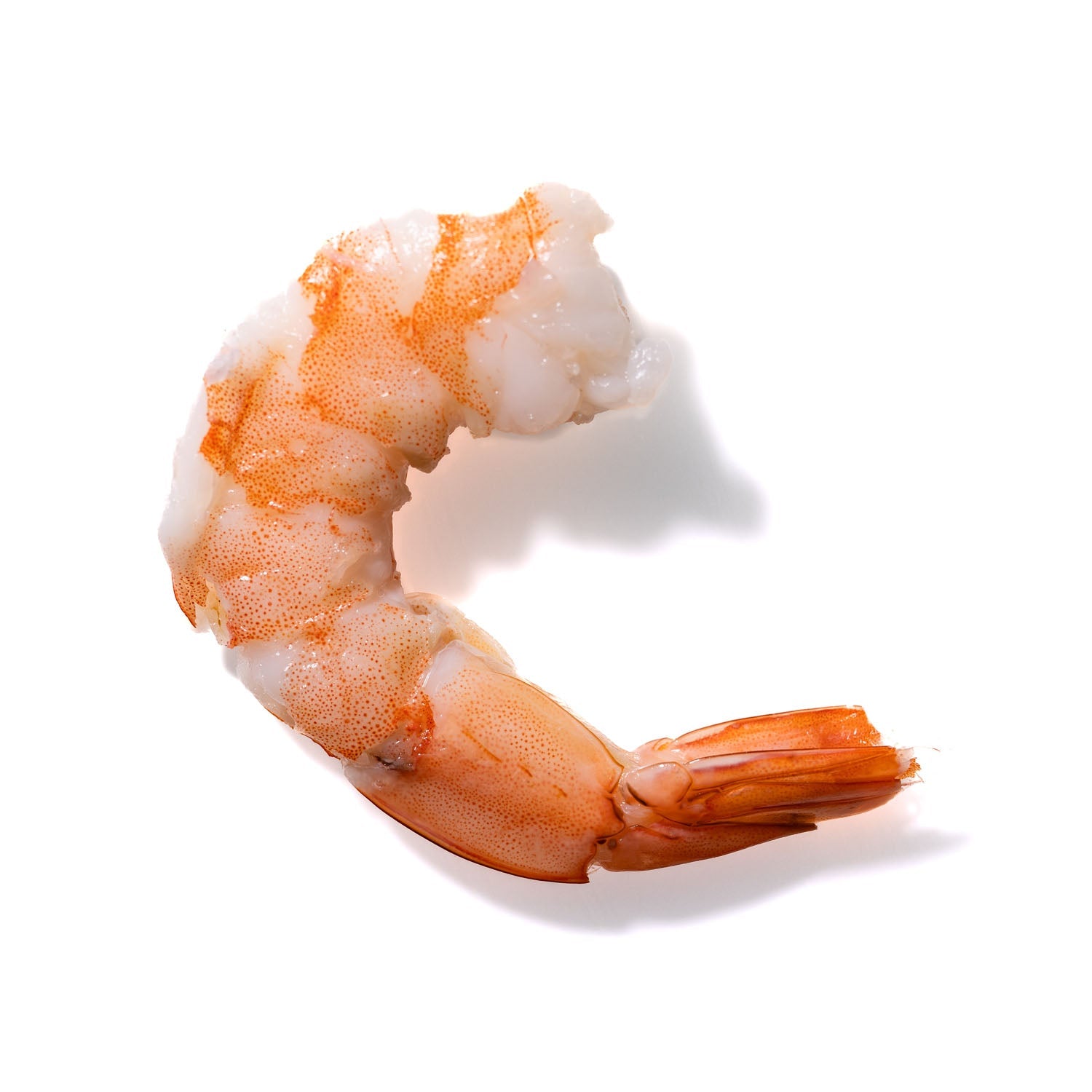 Shrimp No. 881